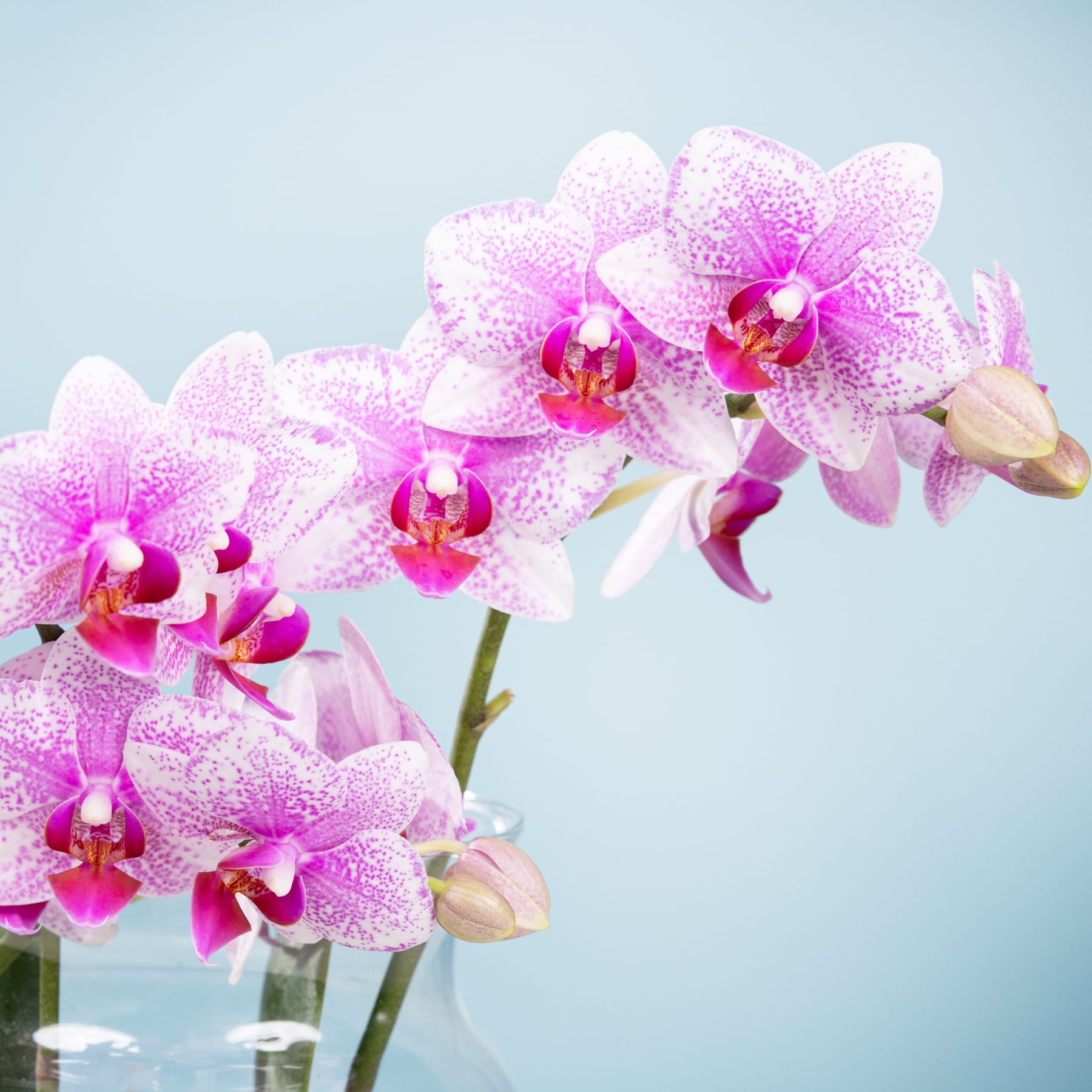Leuchtend rosa und weiße Orchideenblüten mit zarten Blütenblättern und Zentren blühen vor einem sanften blauen Hintergrund.