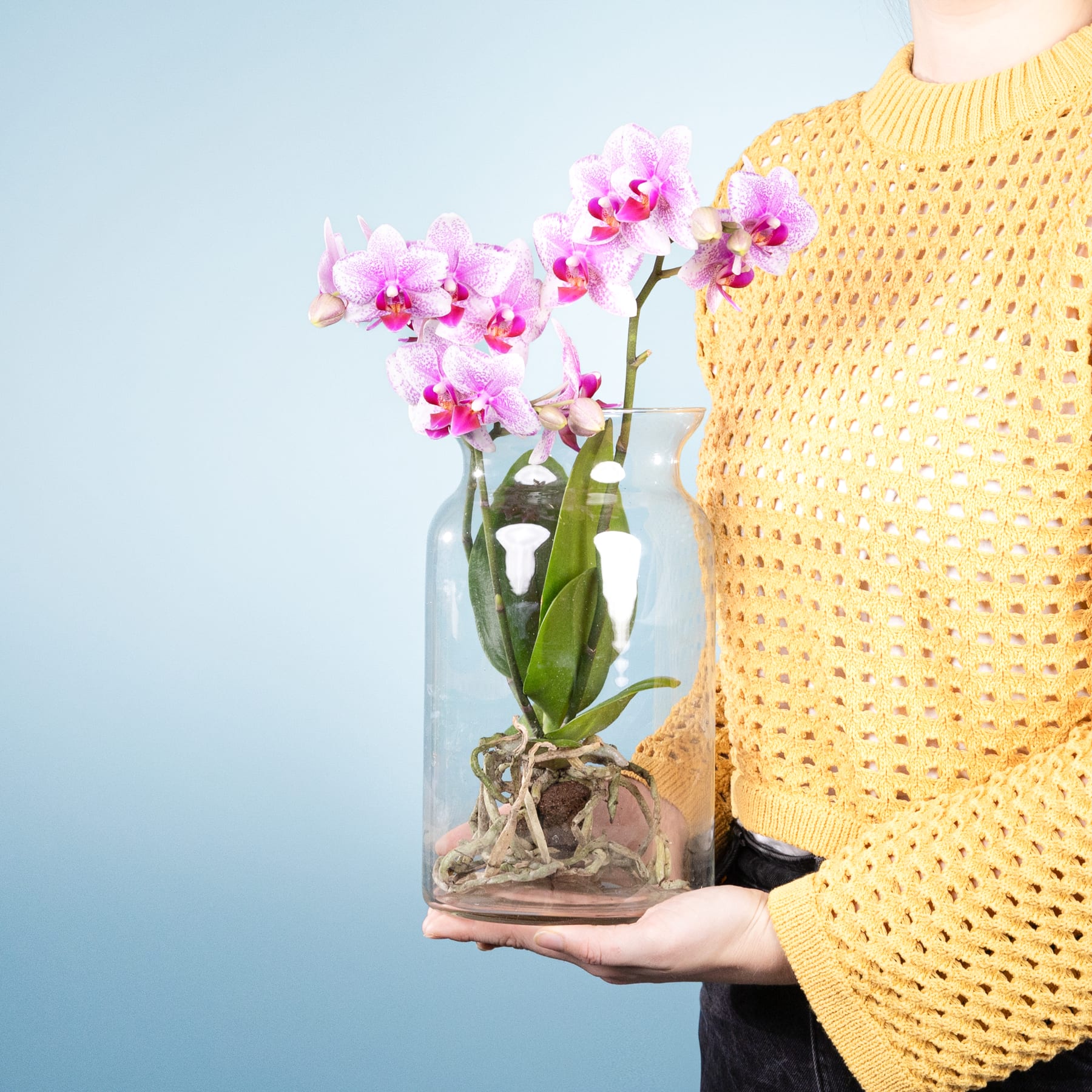 Die Hände einer Person halten eine Glasvase mit einer leuchtend rosa Orchidee vor einem schlichten blauen Hintergrund, wobei die Person einen kuscheligen gelben Pullover trägt.