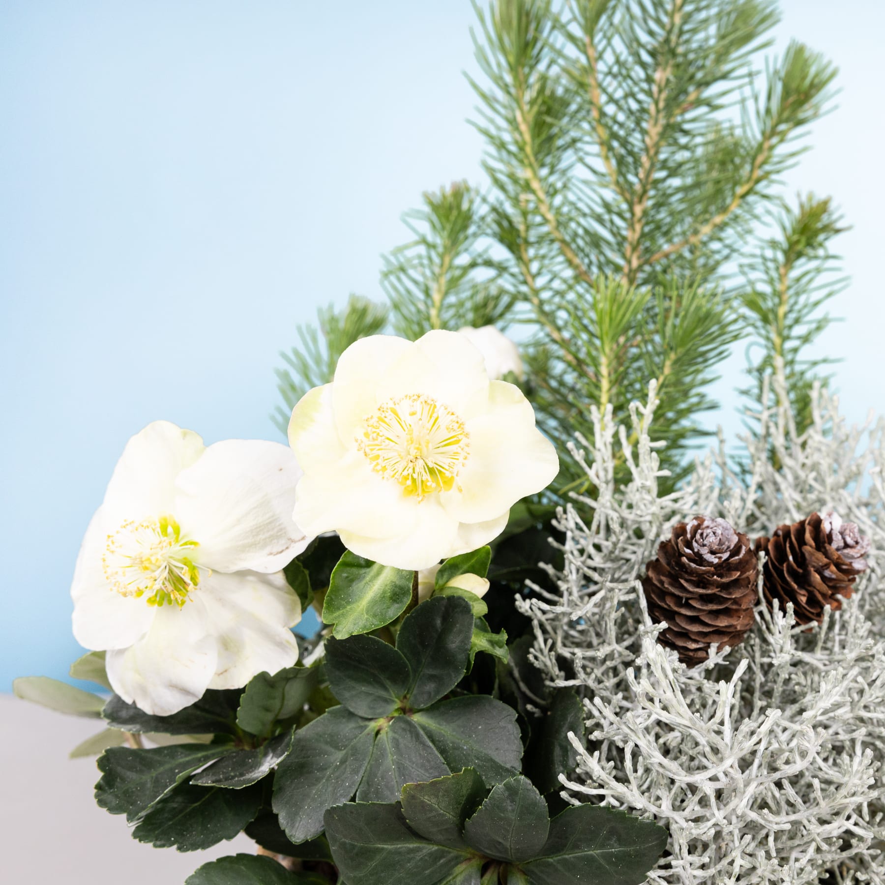Das Bild zeigt einen Strauß weißer Blumen, wahrscheinlich Christrosen, eingebettet zwischen Tannenzweigen und Tannenzapfen vor einem hellblauen Hintergrund.