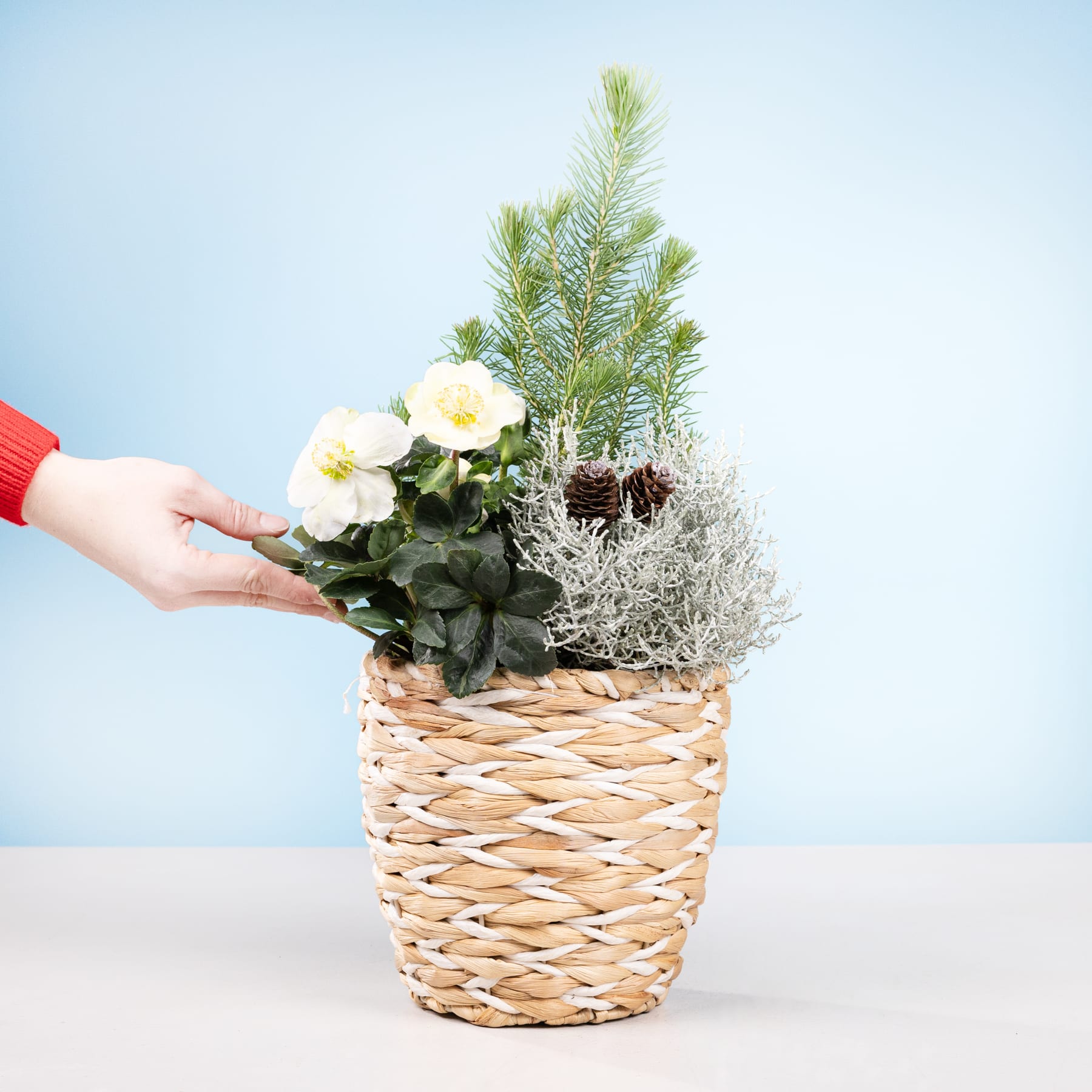 Ein geflochtener Korb mit einem kleinen immergrünen Baum und weißen Blumen, der vor einem schlichten blauen Hintergrund in den Händen einer Person gehalten wird.