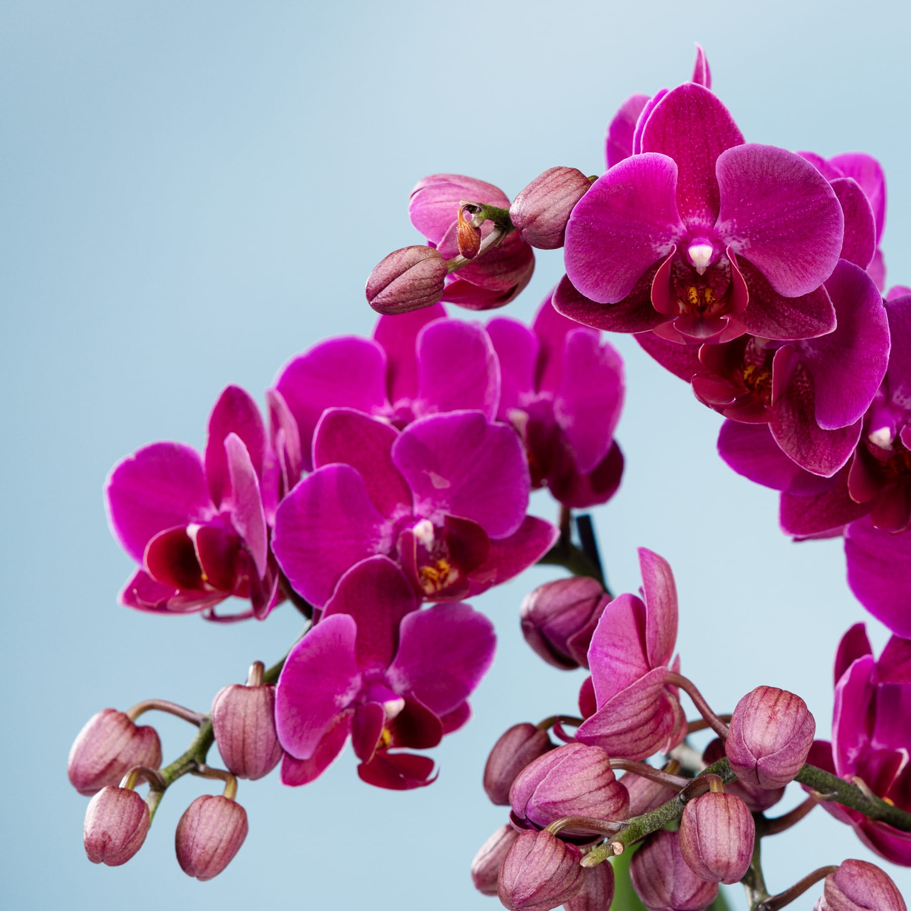 Leuchtend rosa Orchideenblüten mit zarten Blütenblättern vor einem sanften blauen Hintergrund.