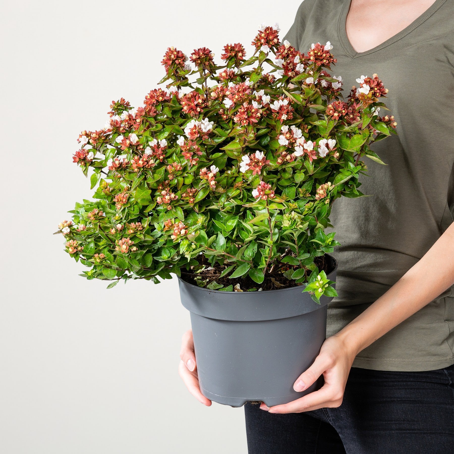 Eine Person hält eine Topfpflanze mit üppigem grünem Laub und Büscheln kleiner rosa und weißer Blüten.
