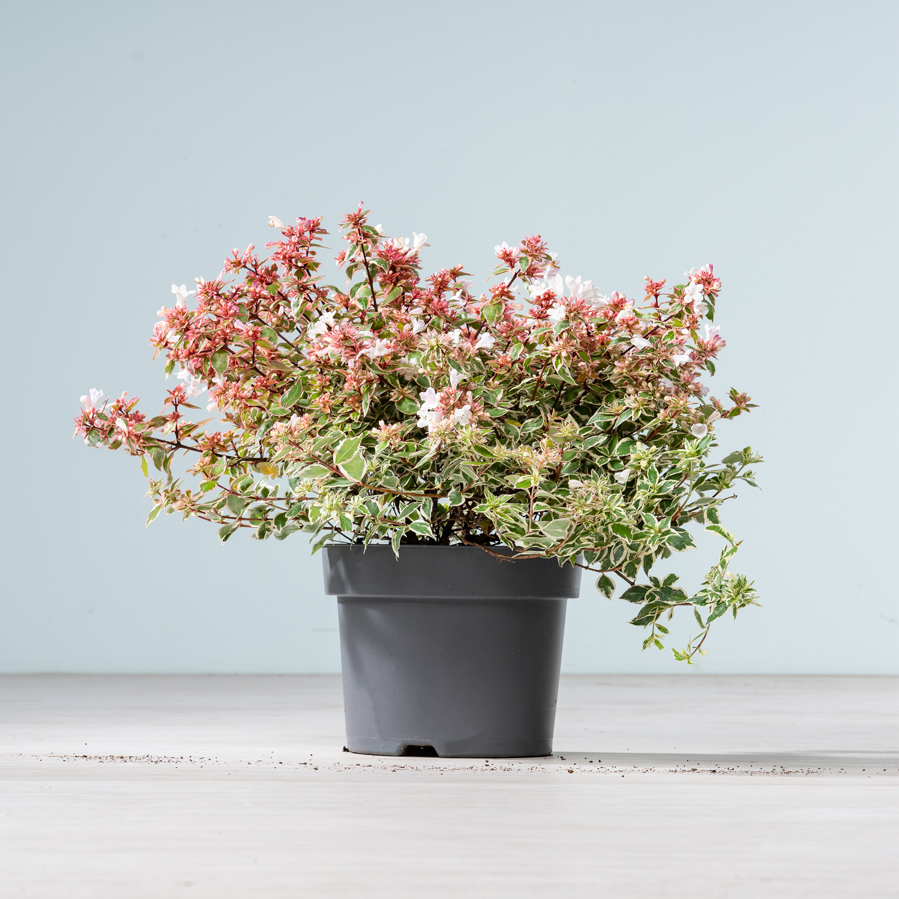 Eine Topfpflanze mit zarten rosa und weißen Blüten steht auf einer Holzoberfläche vor einem schlichten blauen Hintergrund.