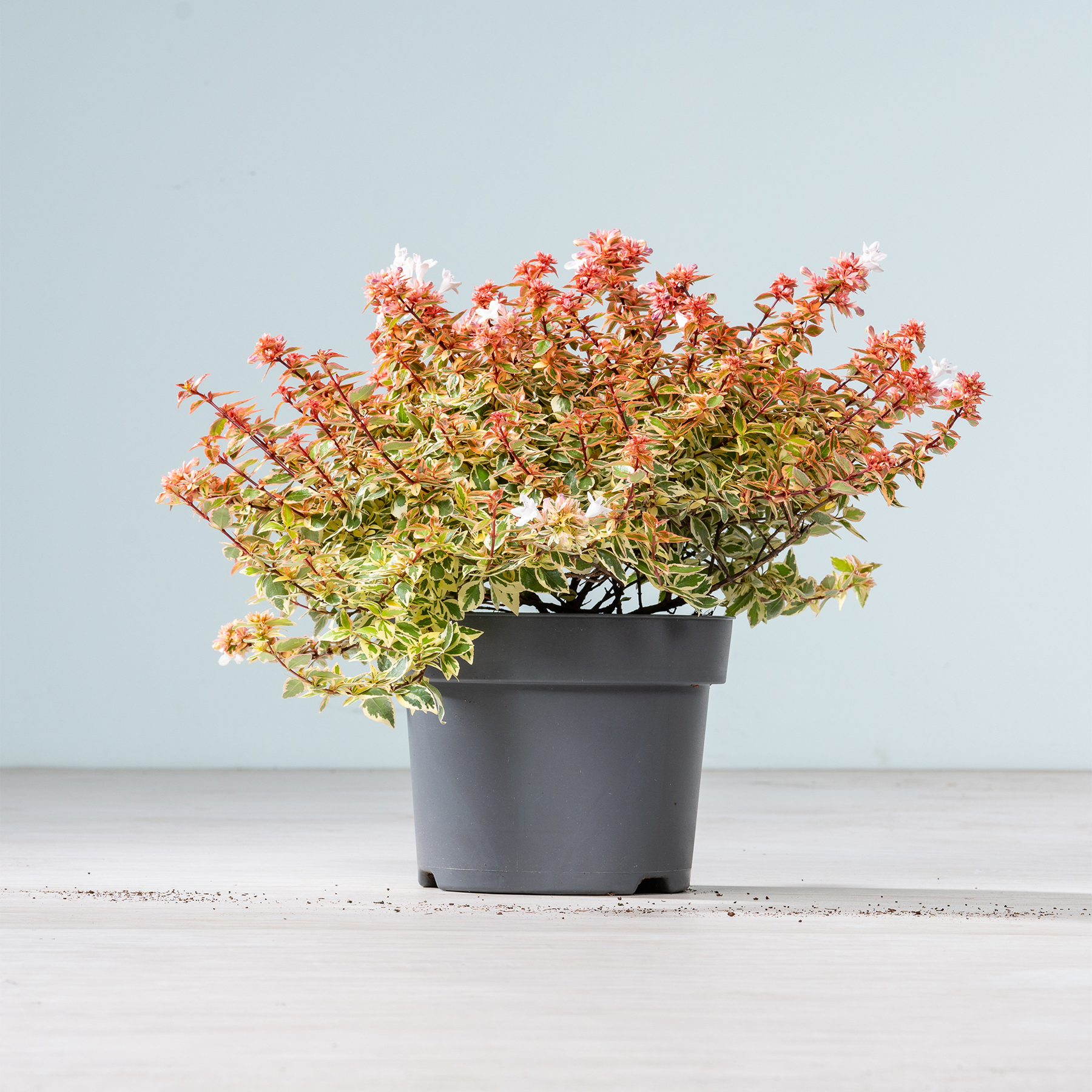 Eine Topfpflanze mit leuchtend roten und orangefarbenen Blüten steht auf einer Holzoberfläche vor einem schlichten hellblauen Hintergrund.