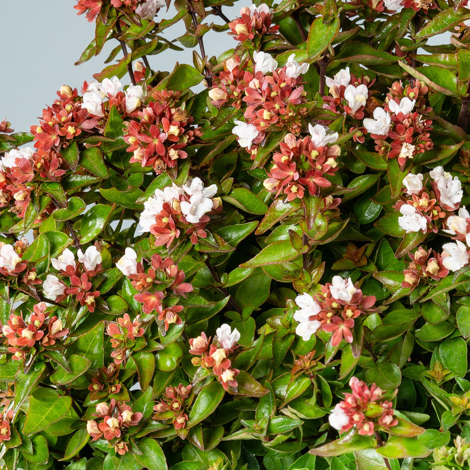 Eine üppige, leuchtende Pracht aus rosa und weißen Blüten inmitten grüner Blätter vor der Kulisse eines klaren Himmels.