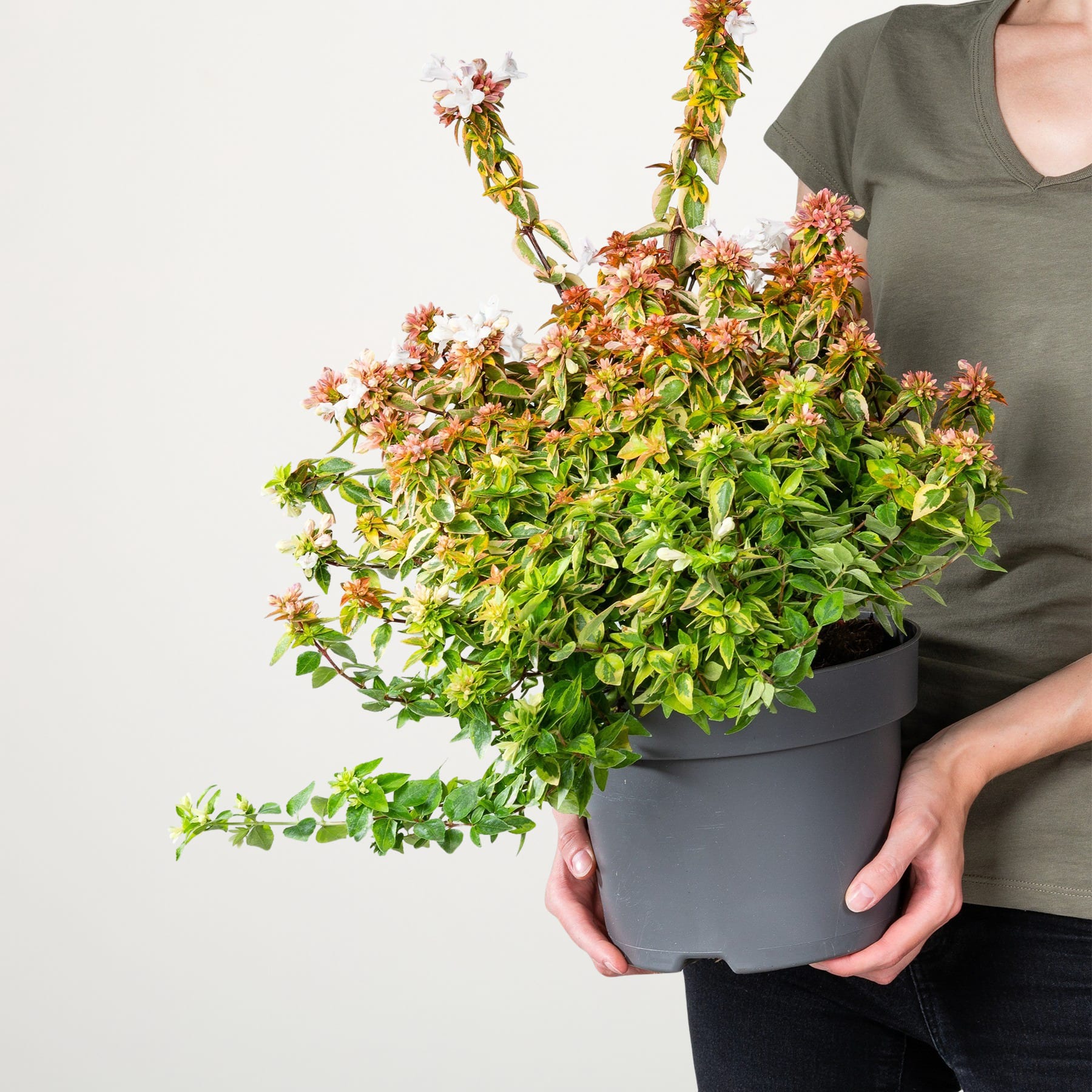 Eine Person hält eine große Topfpflanze mit leuchtend grünen Blättern und rosa Blüten vor einem schlichten weißen Hintergrund.