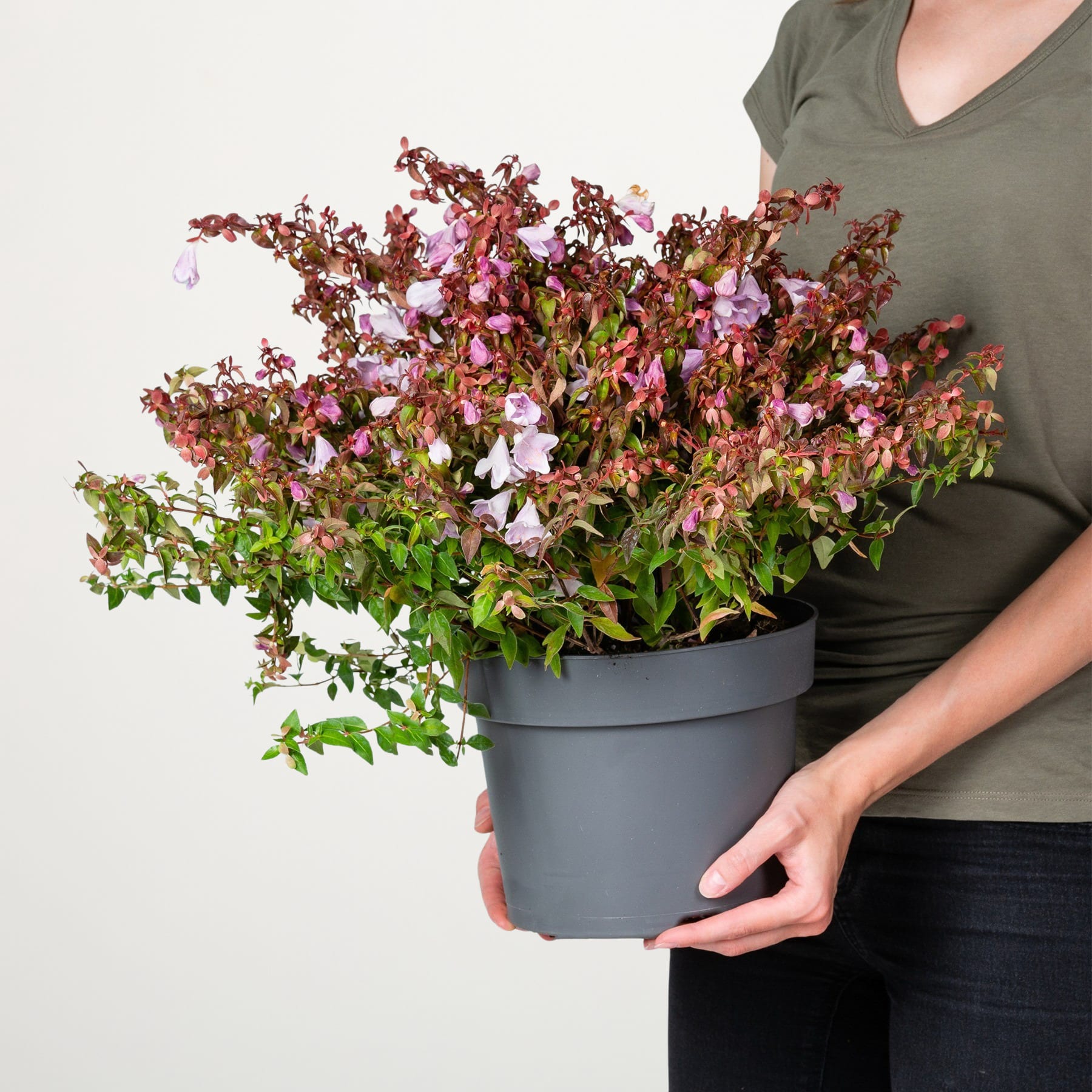 Eine große Topfpflanze mit leuchtend rosa und violetten Blüten wird von einer Person in einem grünen Oberteil vor einem schlichten weißen Hintergrund gehalten.