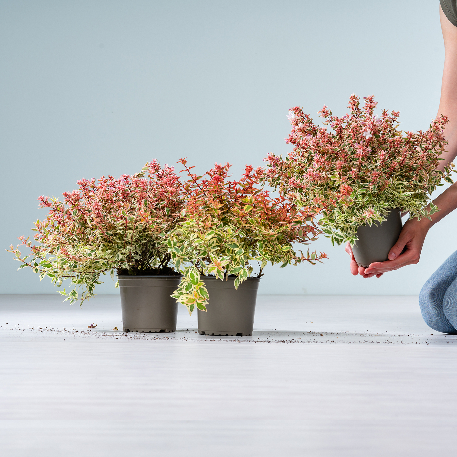 Das Bild zeigt zwei Topfpflanzen mit leuchtend rosa und gelben Blüten vor einem schlichten weißen Hintergrund. Im Vordergrund sind die Hände einer Person zu sehen, die die Pflanzen arrangiert.