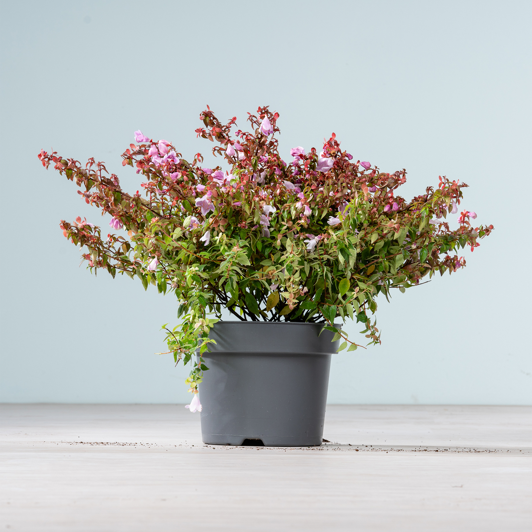 Eine Topfpflanze mit leuchtend rosa und violetten Blüten steht auf einer Holzoberfläche vor einem schlichten hellblauen Hintergrund.