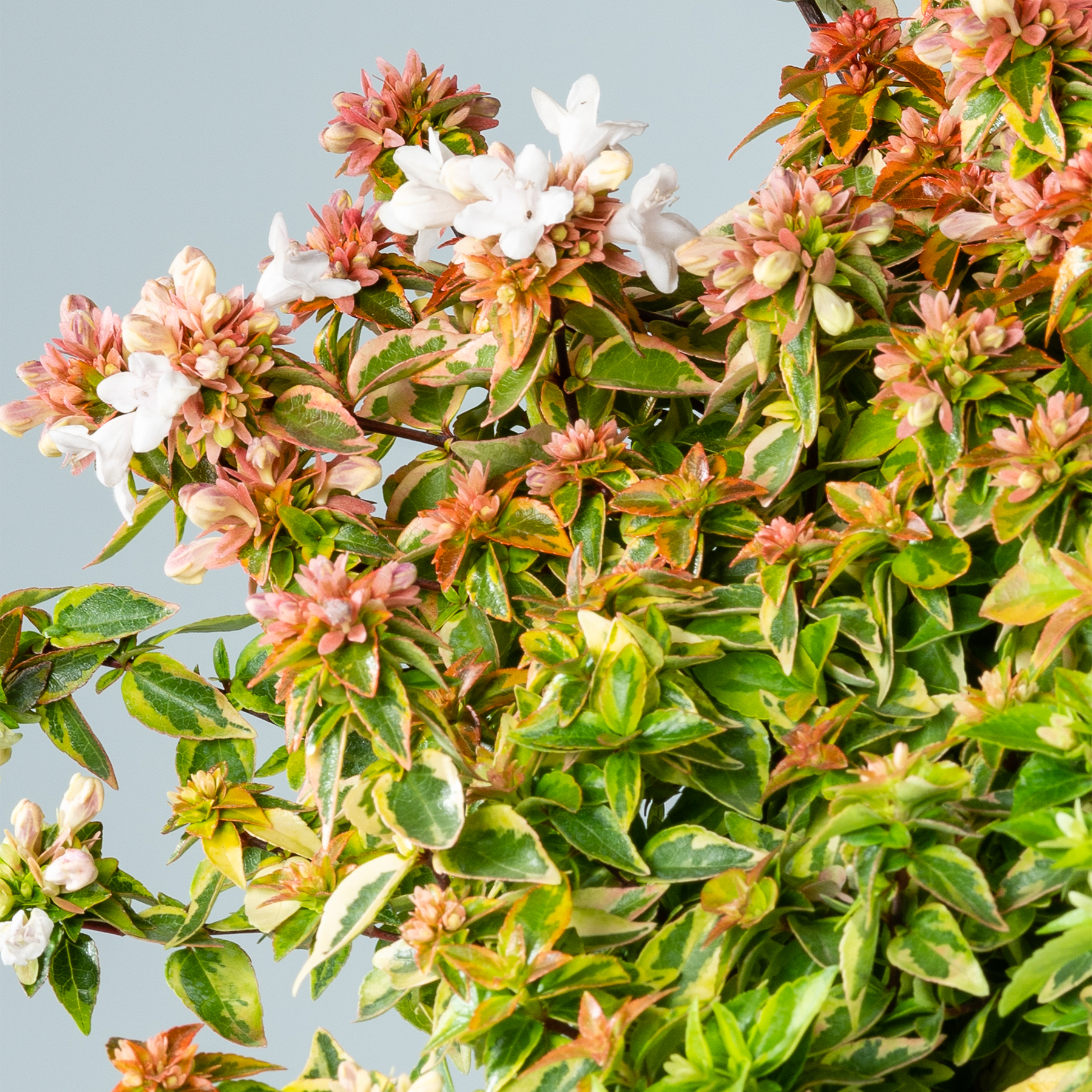 Das Bild zeigt eine leuchtend bunte Blumenpracht mit einer Mischung aus Rosa-, Weiß- und Grüntönen vor einem hellblauen Himmel im Hintergrund.