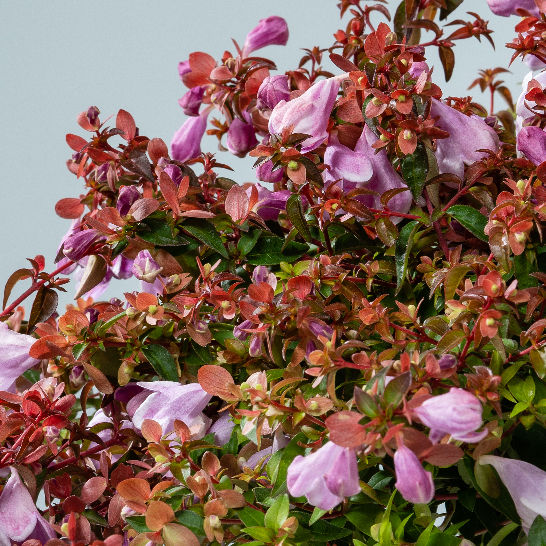 Eine leuchtende Pracht aus rosa und roten Blumen mit grünem Laub vor einem hellblauen Himmel.
