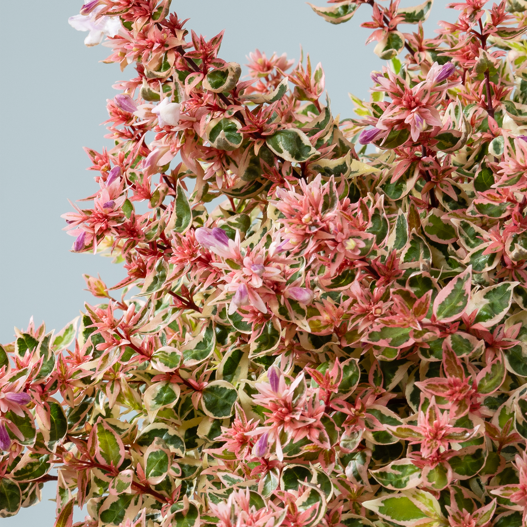 Eine lebendige Darstellung von rosa und grünem Laub, mit zarten Blüten, die inmitten der üppigen, bunten Blätter vor einem weichen, gedämpften Hintergrund blühen.