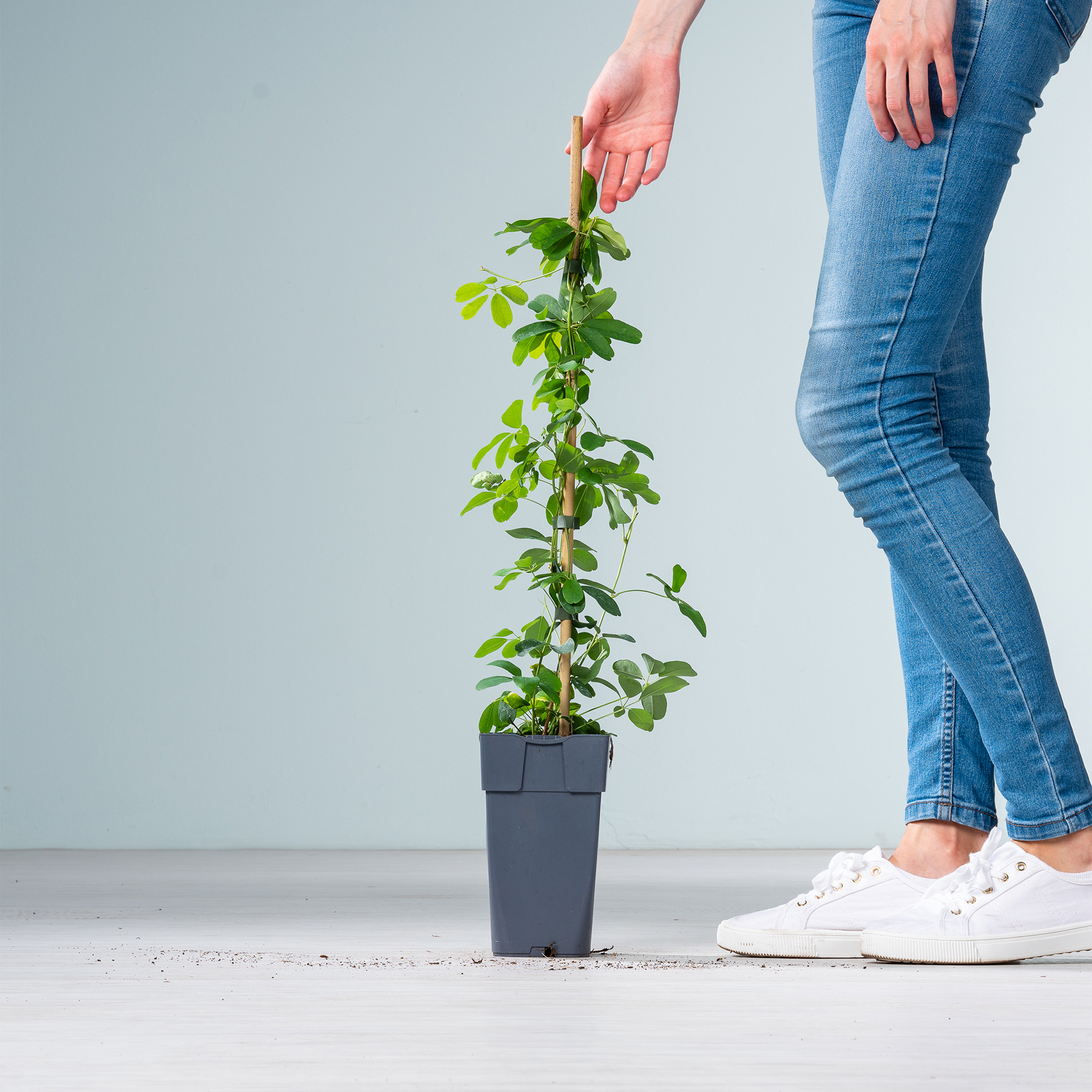Die Hände einer Person halten sanft eine kleine Topfpflanze mit üppigen grünen Blättern vor einem schlichten grauen Hintergrund, während im Vordergrund die Beine und Füße der Person in Jeans und weißen Turnschuhen zu sehen sind.