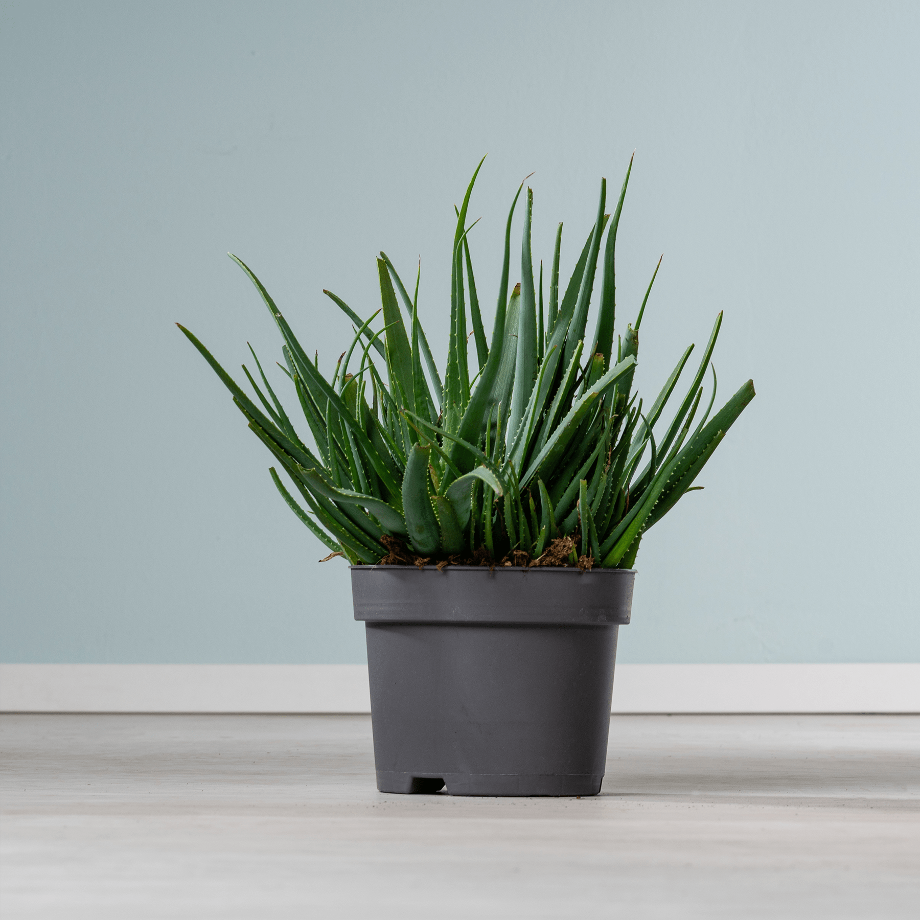 Ein schwarzer Blumentopf mit üppigen, grünen Aloe-Vera-Pflanzen steht auf einer weißen Fläche vor einem hellblauen Hintergrund.