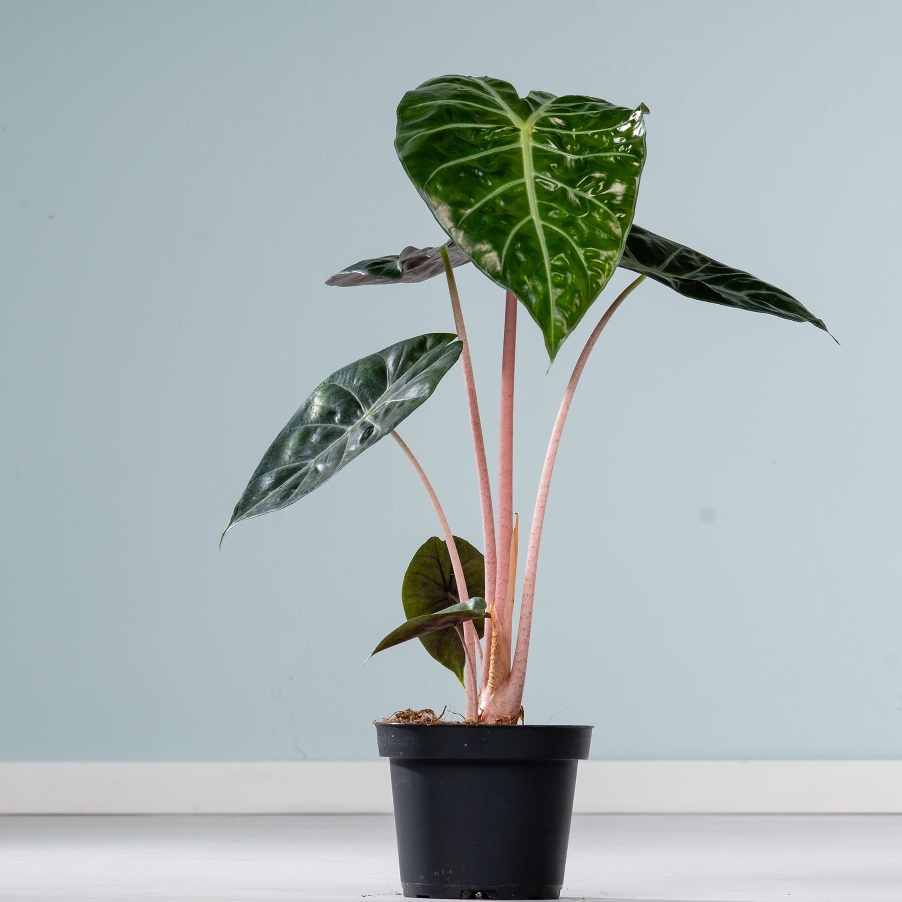 Eine Topfpflanze mit großen, herzförmigen grünen Blättern steht auf einer weißen Fläche vor einem hellblauen Hintergrund.