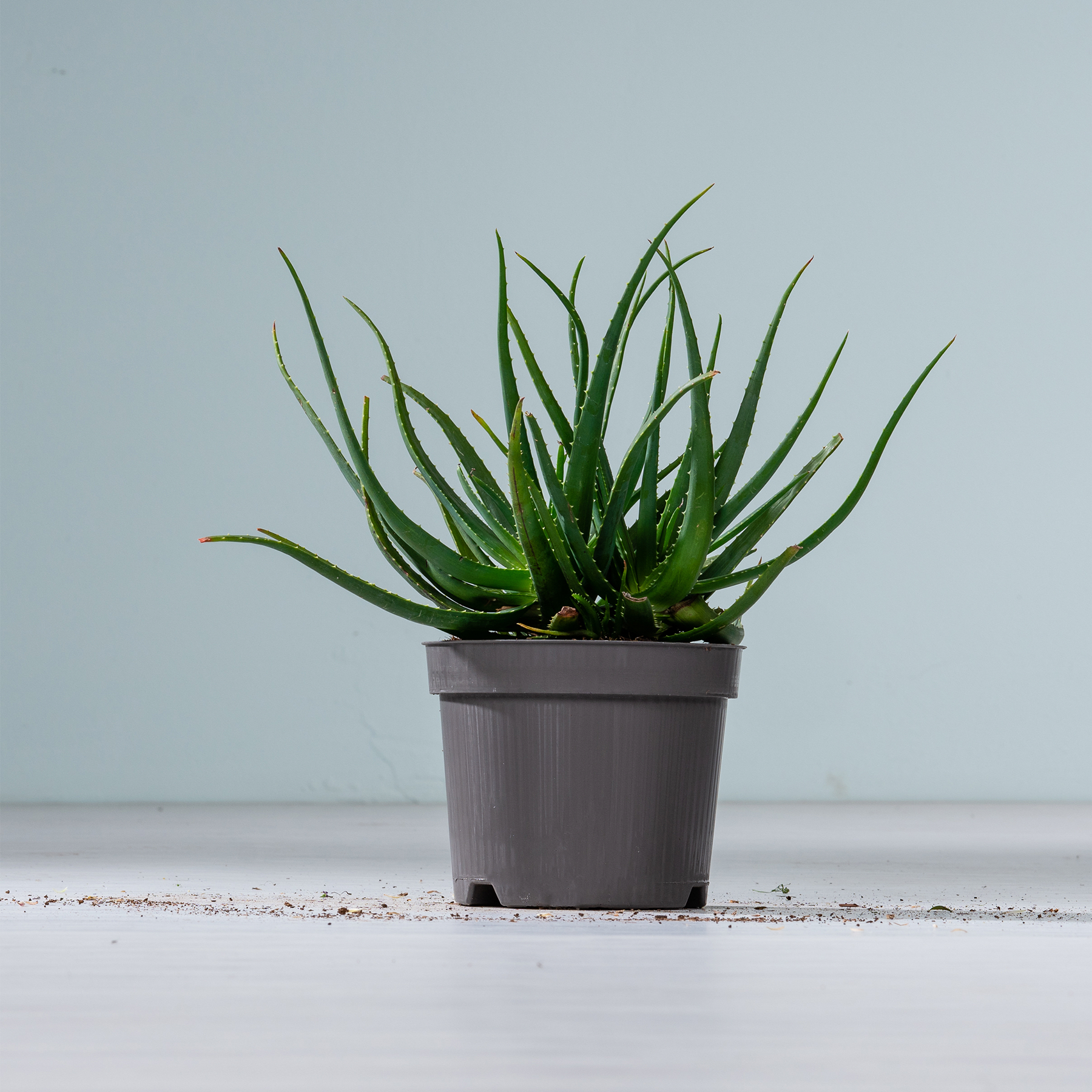 Eine Aloe Vera-Pflanze im Topf mit ihren langen, grünen, saftigen Blättern steht auf einer weißen Fläche vor einem schlichten, hellblauen Hintergrund.