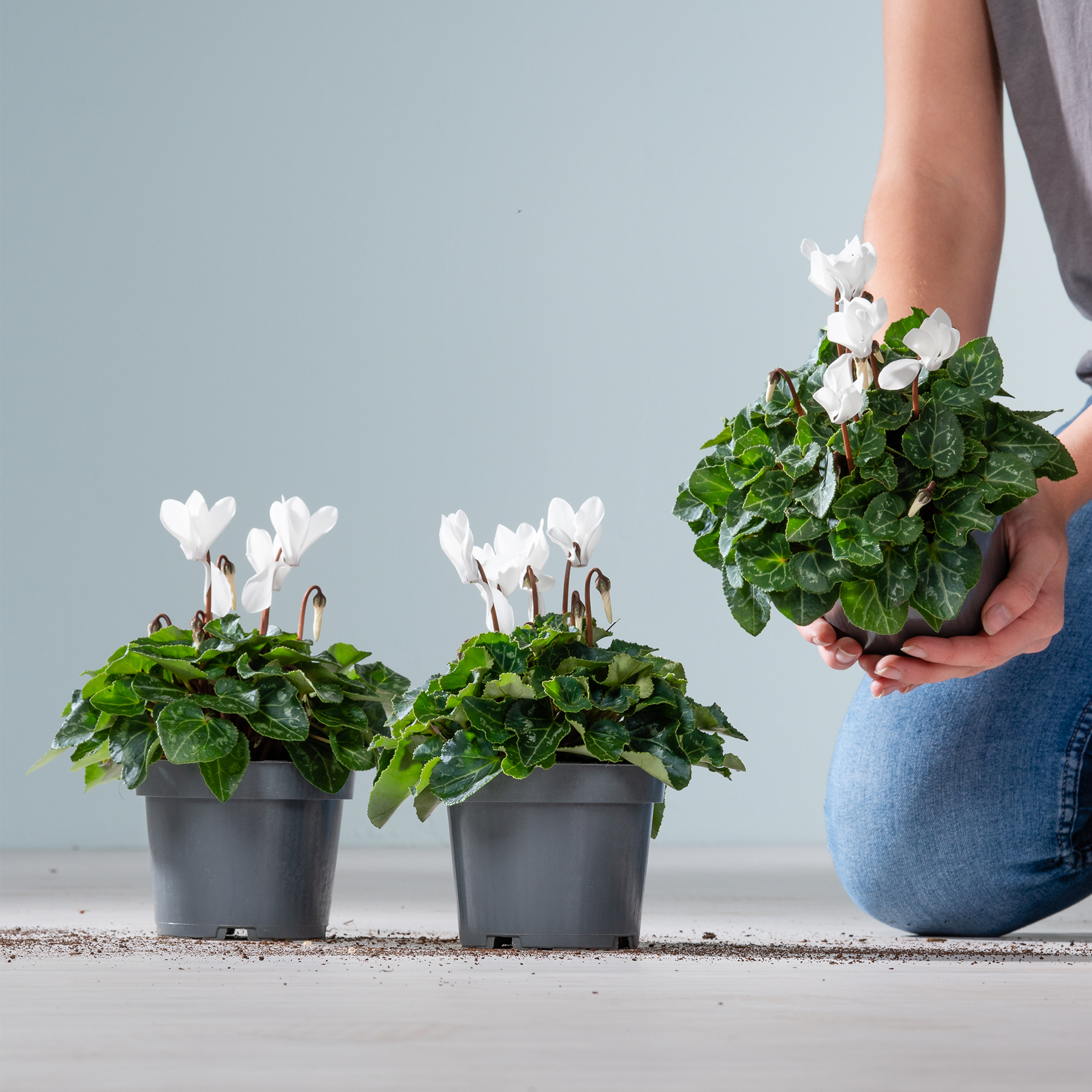 Das Bild zeigt drei Topfpflanzen mit weißen Blüten und grünen Blättern, die von einer Person in den Händen gehalten werden, vor einem schlichten grauen Hintergrund.