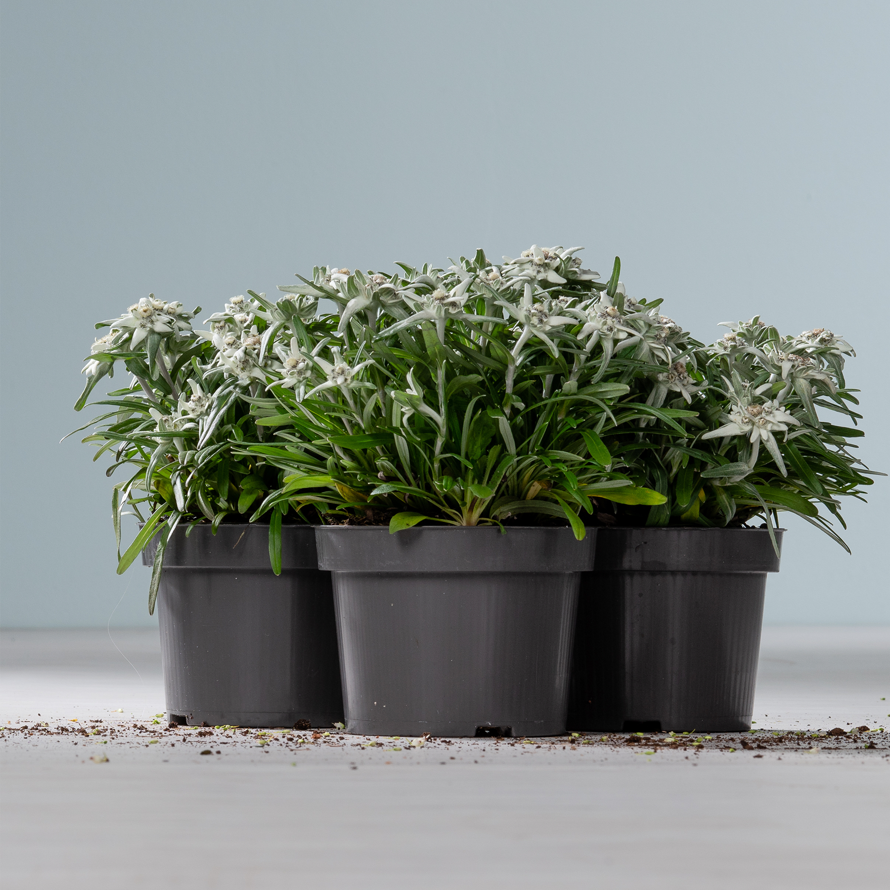 Das Bild zeigt mehrere schwarze Plastikbehälter, gefüllt mit üppigen, grünen Pflanzen mit blühenden weißen Blüten, vor einem schlichten, hellen Hintergrund.