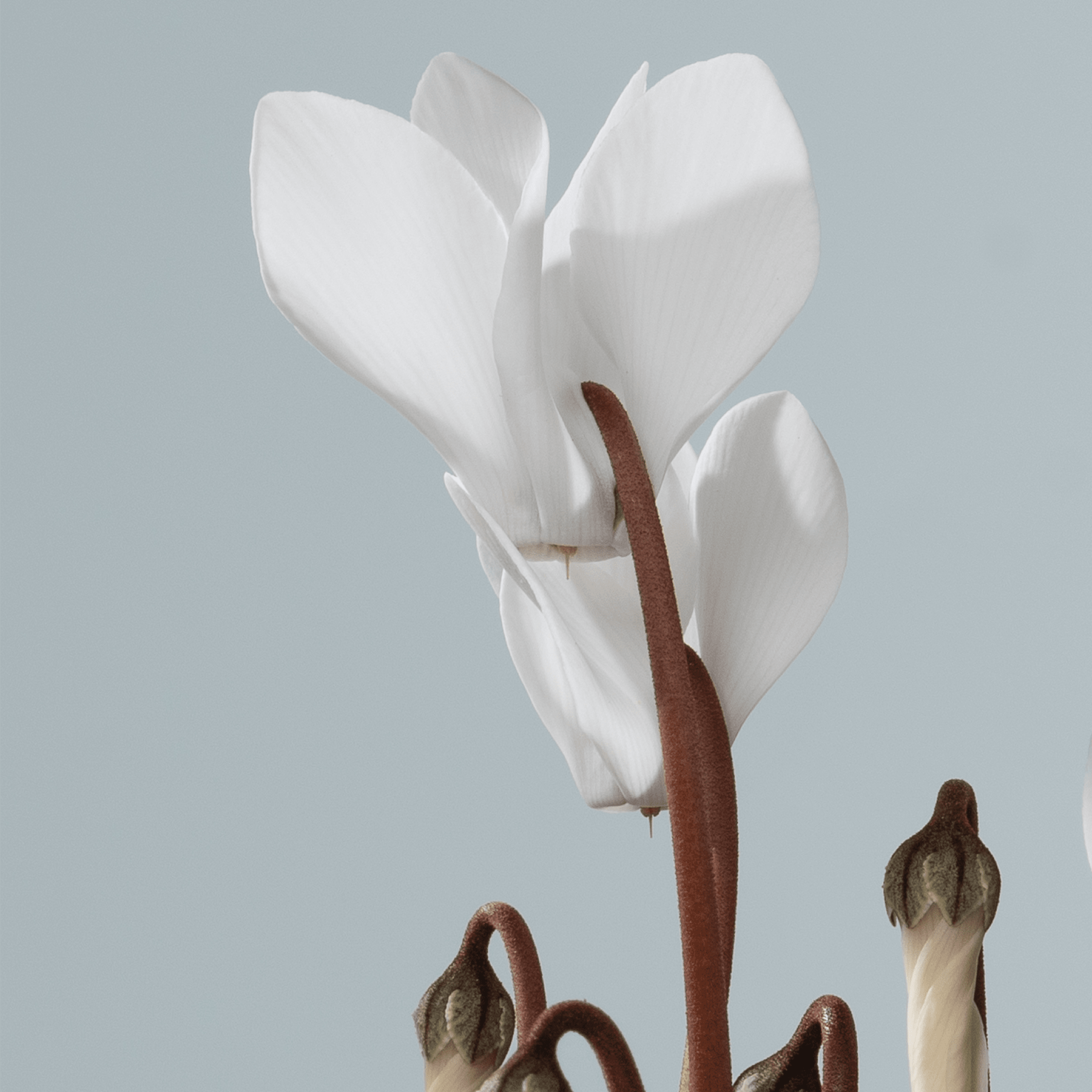 Das Bild zeigt eine zarte weiße Alpenveilchenblüte mit ihren charakteristischen Blütenblättern vor einem hellblaugrauen Hintergrund.