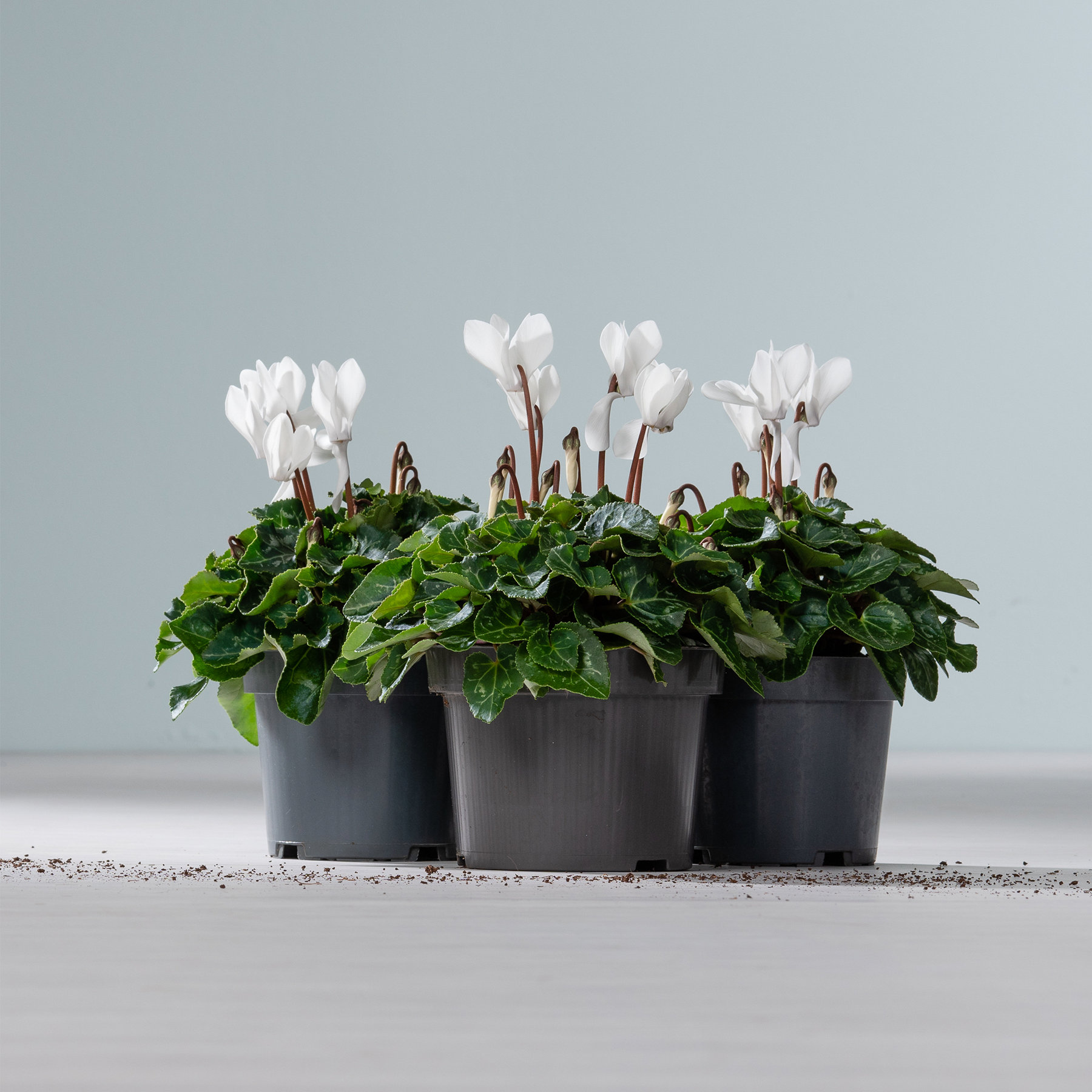 Eine Reihe kleiner schwarzer Pflanzgefäße mit üppigem grünem Laub und zarten weißen Blüten vor einem schlichten grauen Hintergrund.