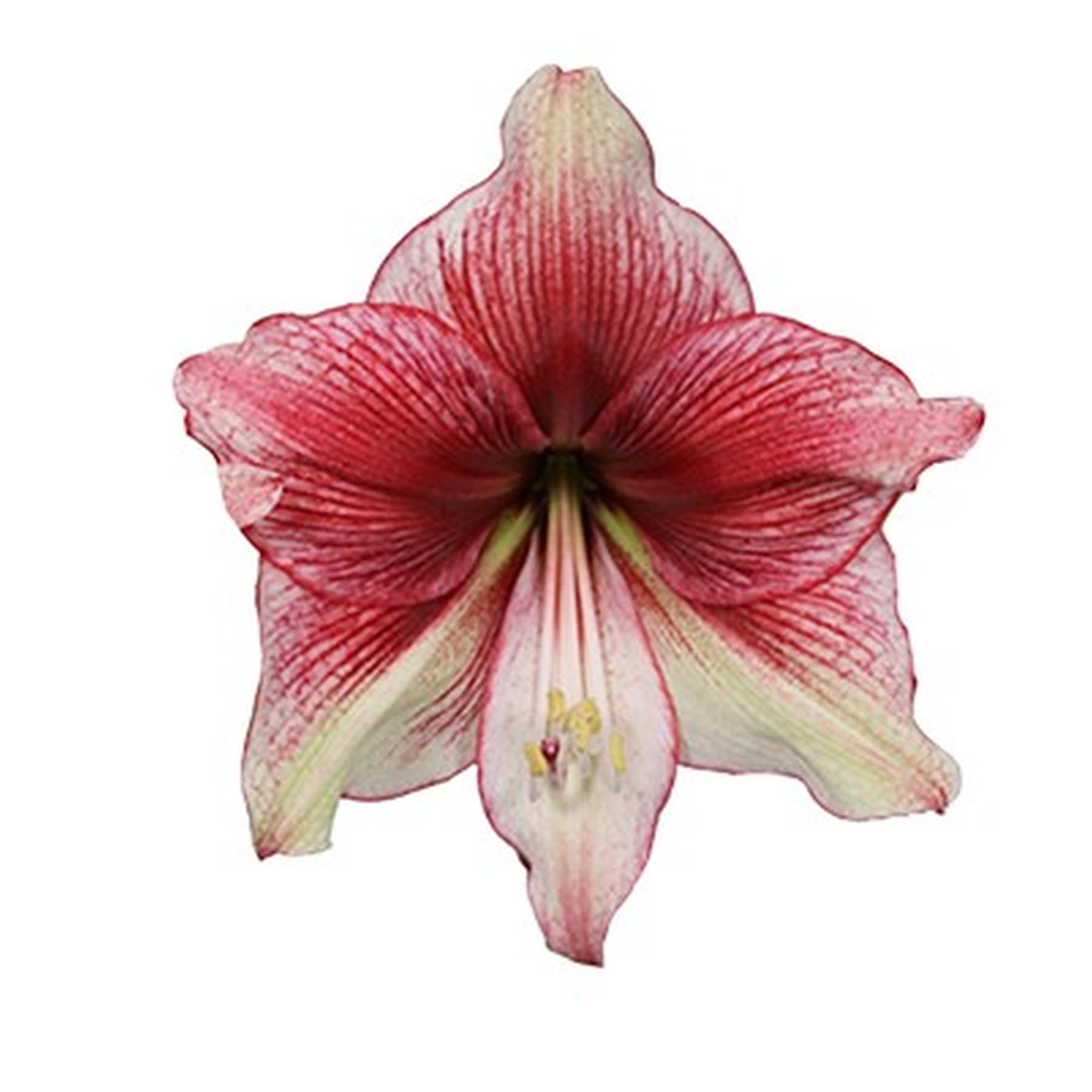 Eine leuchtend rot-weiße Amaryllisblüte füllt den Rahmen, ihre zarten Blütenblätter strahlen vor einem schlichten weißen Hintergrund nach außen.