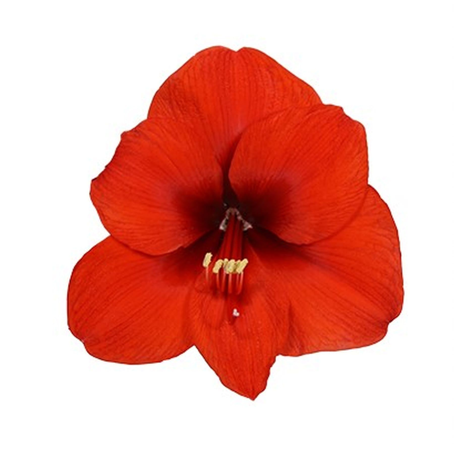Eine leuchtend rote Amaryllisblüte mit zarten Blütenblättern und einem markanten Staubblatt in der Mitte steht vor einem schlichten weißen Hintergrund.