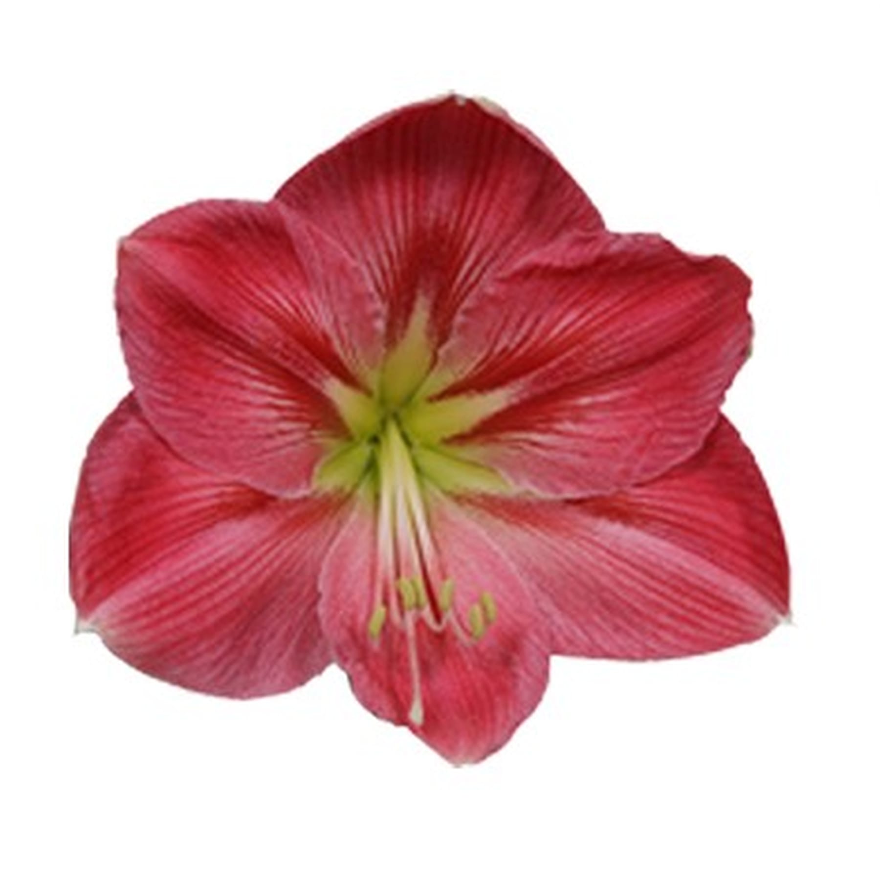 Eine leuchtend rote und gelbe Amaryllisblüte mit zarten Blütenblättern und einem markanten Staubblatt in der Mitte hebt sich von einem schlichten weißen Hintergrund ab.
