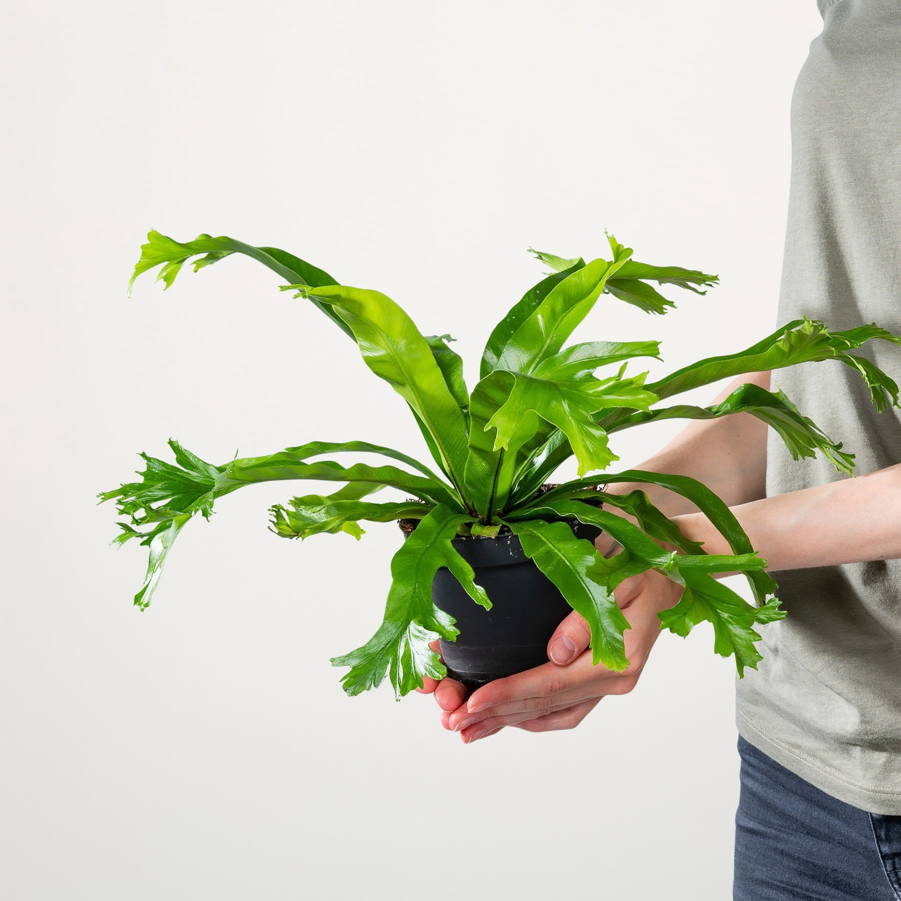 Das Bild zeigt die Hände einer Person, die eine Topfpflanze mit großen, grünen Blättern hält.