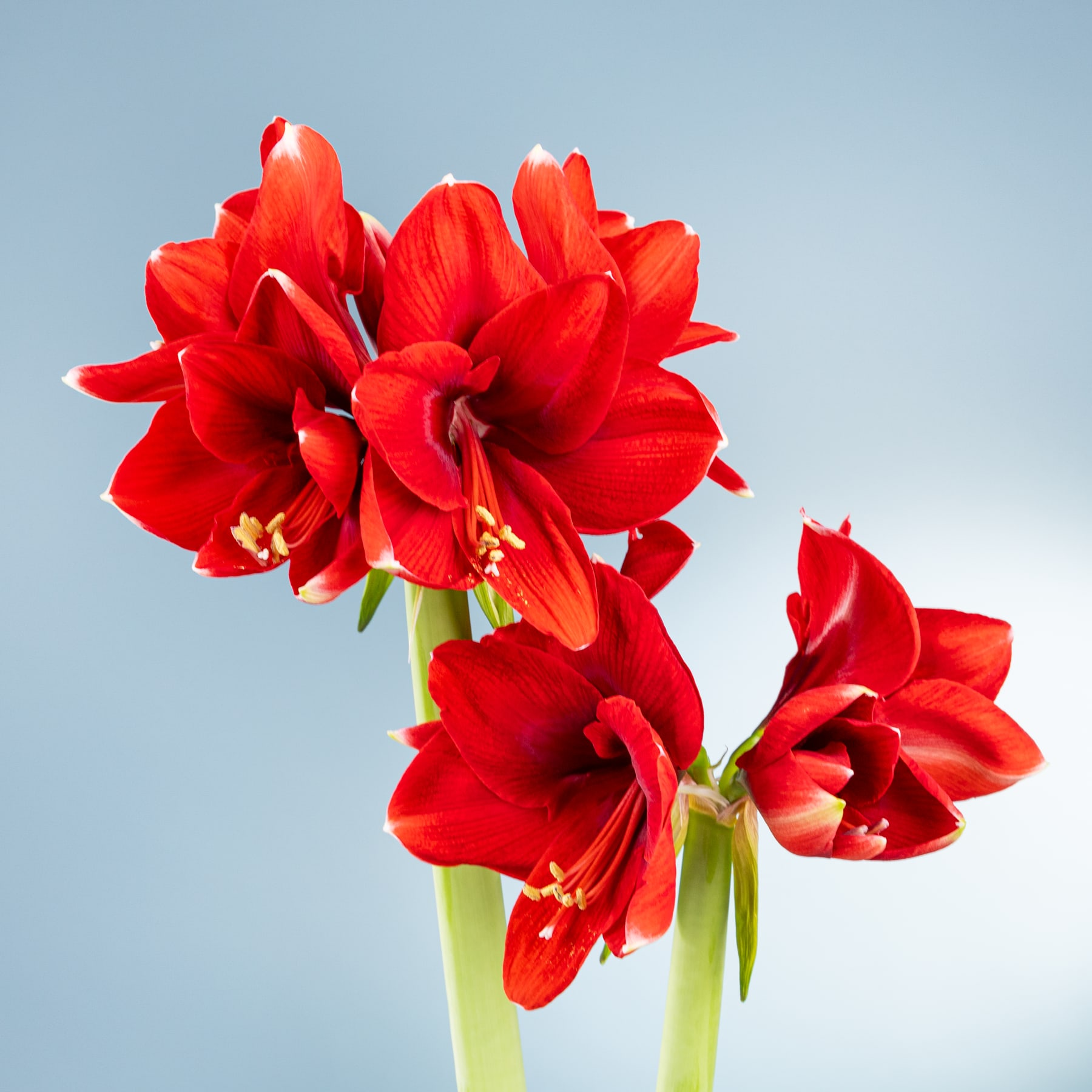 Leuchtend rote Amaryllisblüten blühen vor einem klaren blauen Himmel und ihre Blütenblätter entfalten sich in einem eindrucksvollen Schauspiel der Schönheit der Natur.