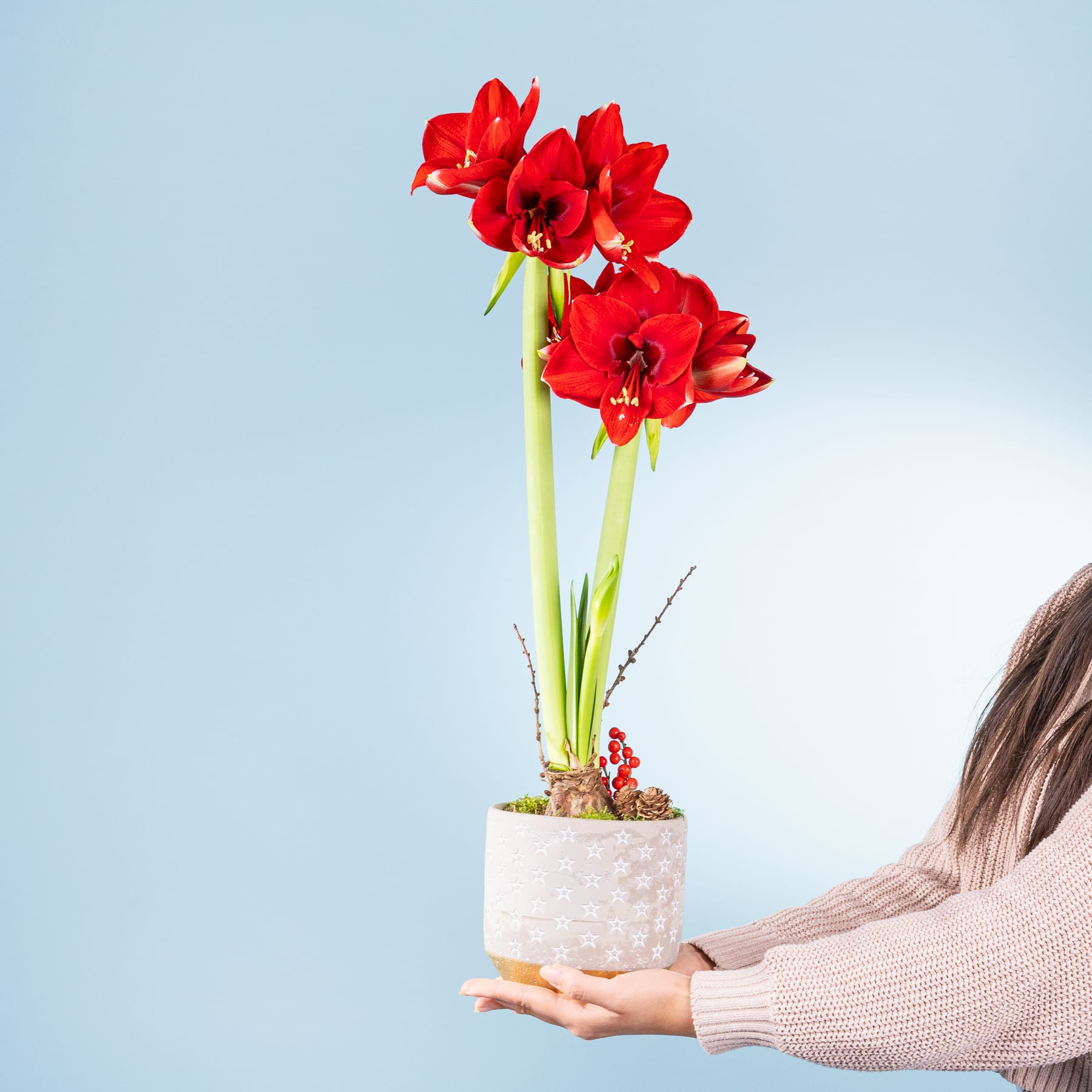 Ein Strauß leuchtend roter Amaryllisblüten in einem weißen Keramiktopf, den eine Person vor einem hellblauen Hintergrund in den Händen hält.