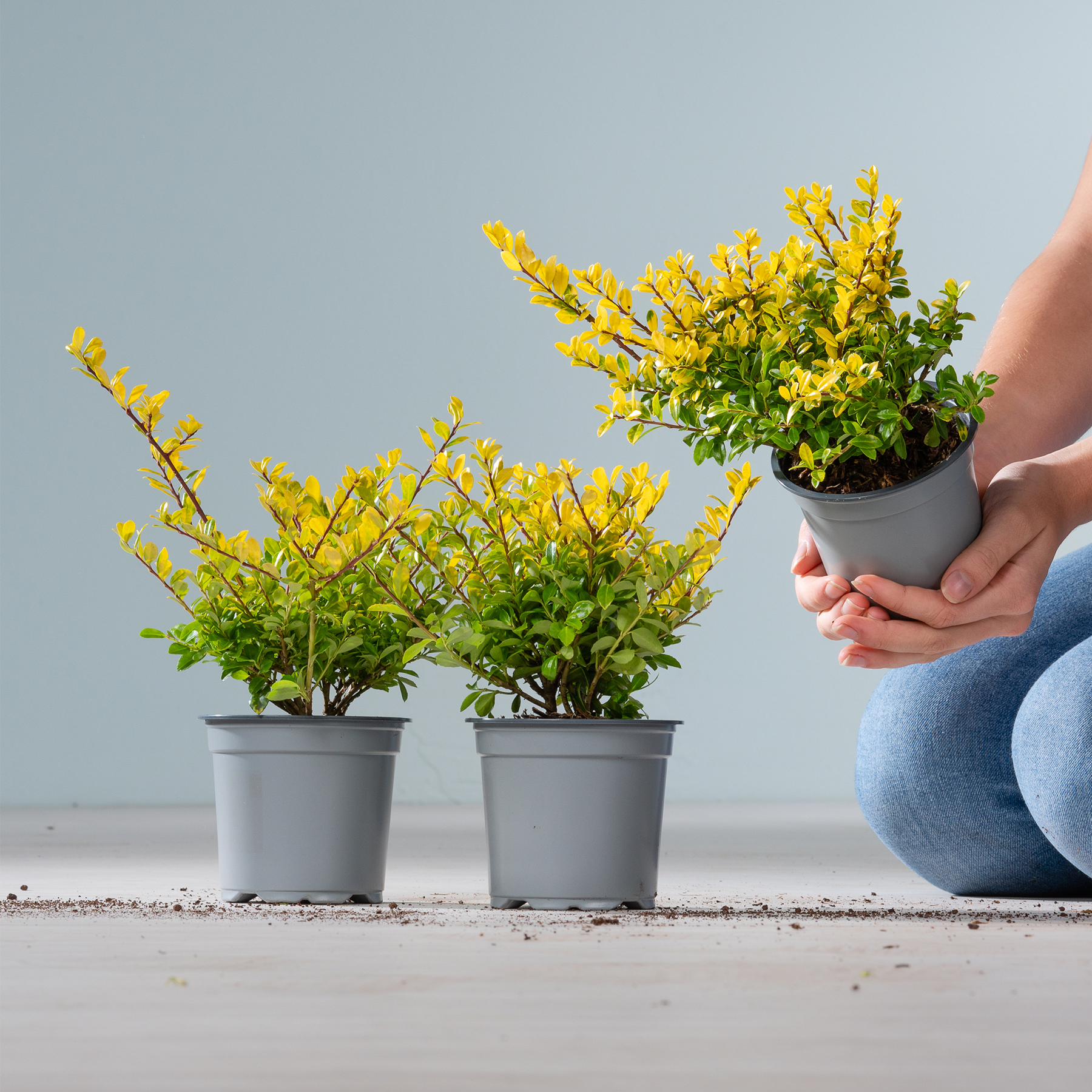 Das Bild zeigt zwei Topfpflanzen mit leuchtend gelben Blüten, die von einer Person in den Händen gehalten werden, vor einem schlichten grauen Hintergrund.