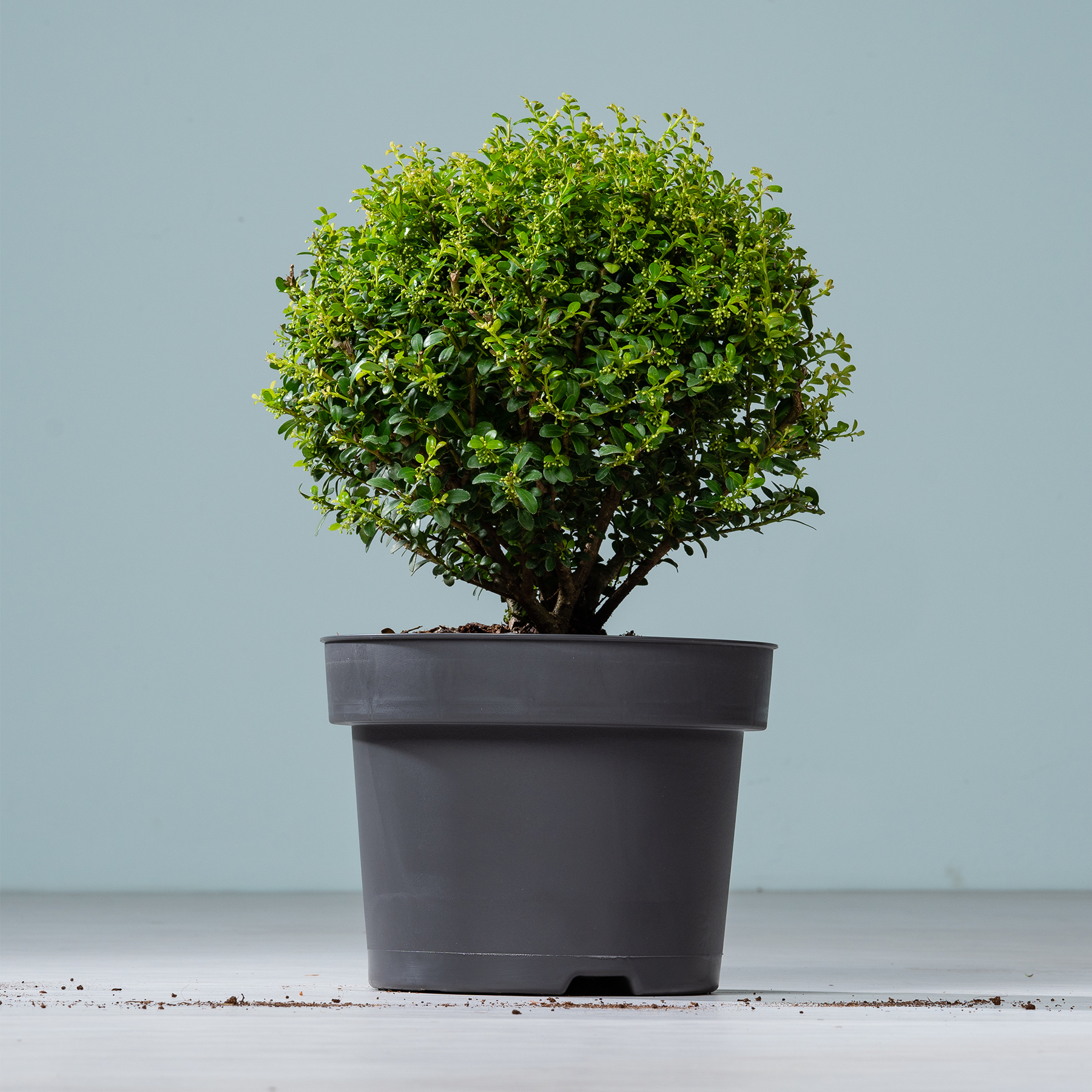 Ein kleiner, üppiger grüner Strauch oder Baum, der in einem schwarzen Plastiktopf vor einem schlichten, hellblaugrauen Hintergrund wächst.