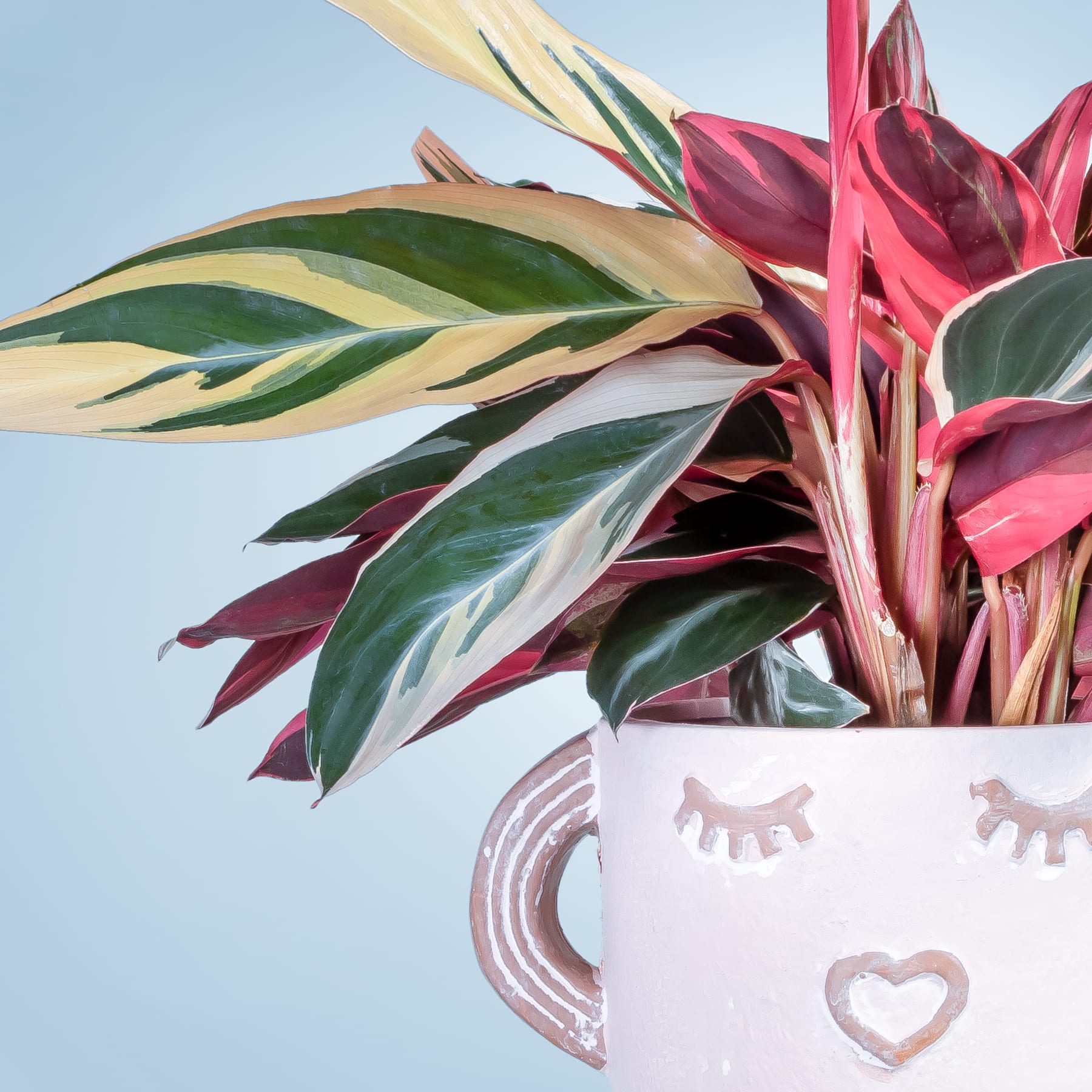 Eine lebendige tropische Pflanze mit großen, bunten Blättern und einer auffälligen rosa Blüte steht in einem dekorativen Keramiktopf vor einem hellblauen Himmel.