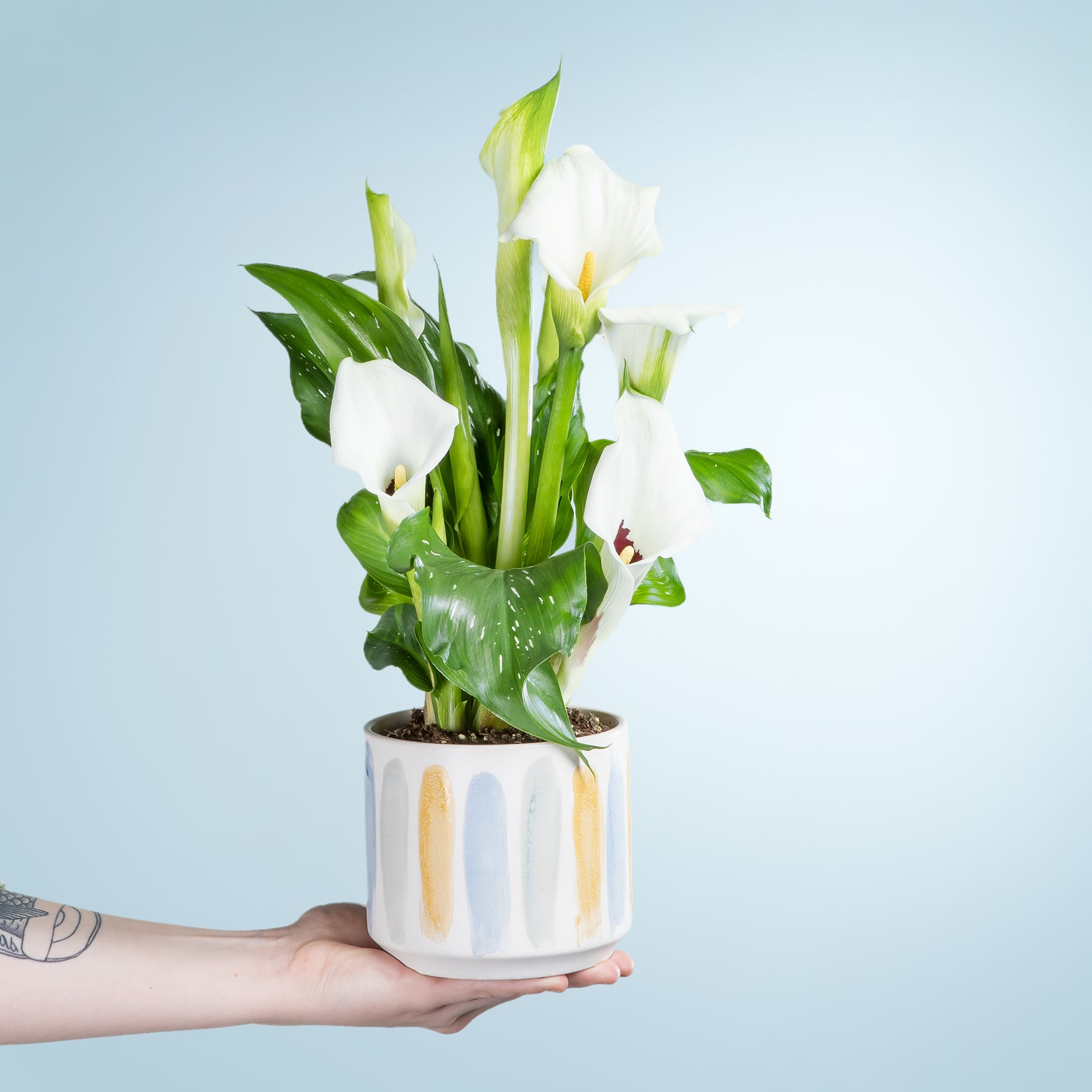 Eine Hand hält eine Topfpflanze mit weißen Calla-Blüten vor einem hellblauen Hintergrund.