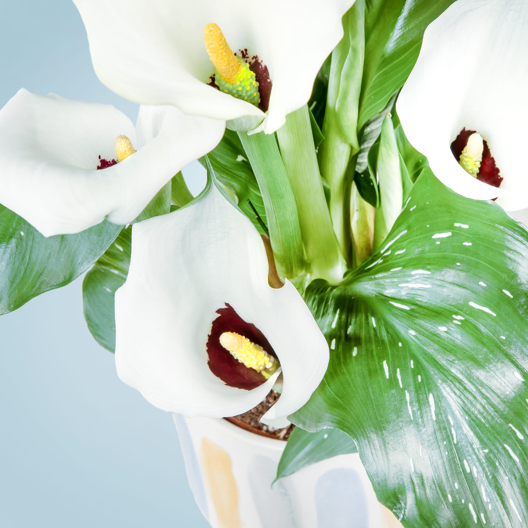 Das Bild zeigt eine Nahaufnahme mehrerer weißer Orchideenblüten mit leuchtend grünen Blättern vor einem hellblauen Hintergrund.