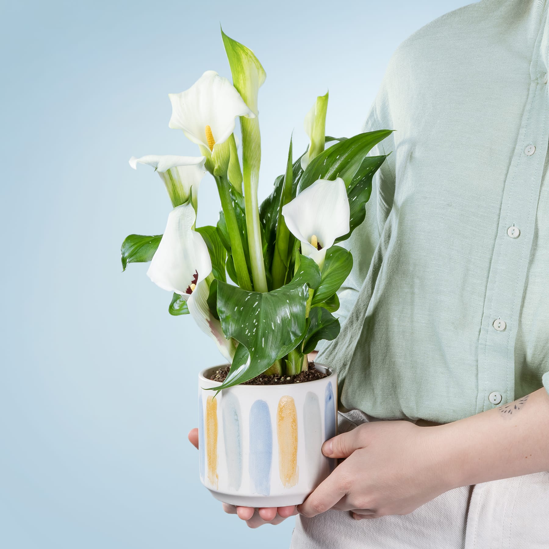 Die Hände einer Person halten eine Topfpflanze mit weißen Calla-Blüten und grünen Blättern vor einem hellblauen Hintergrund.
