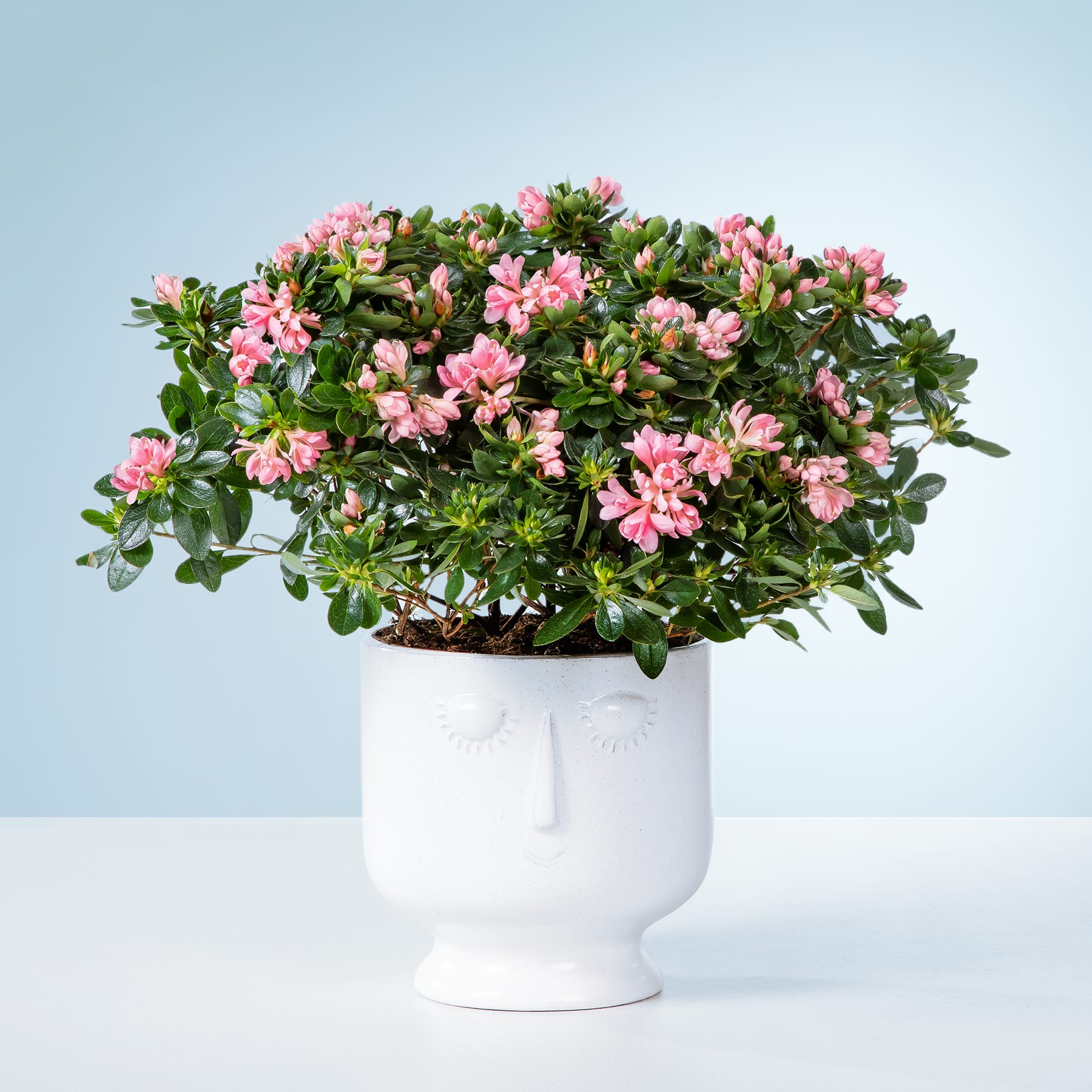 Ein üppiges, lebendiges Arrangement aus rosa Azaleenblüten in einem weißen Keramiktopf vor einem schlichten blauen Hintergrund.