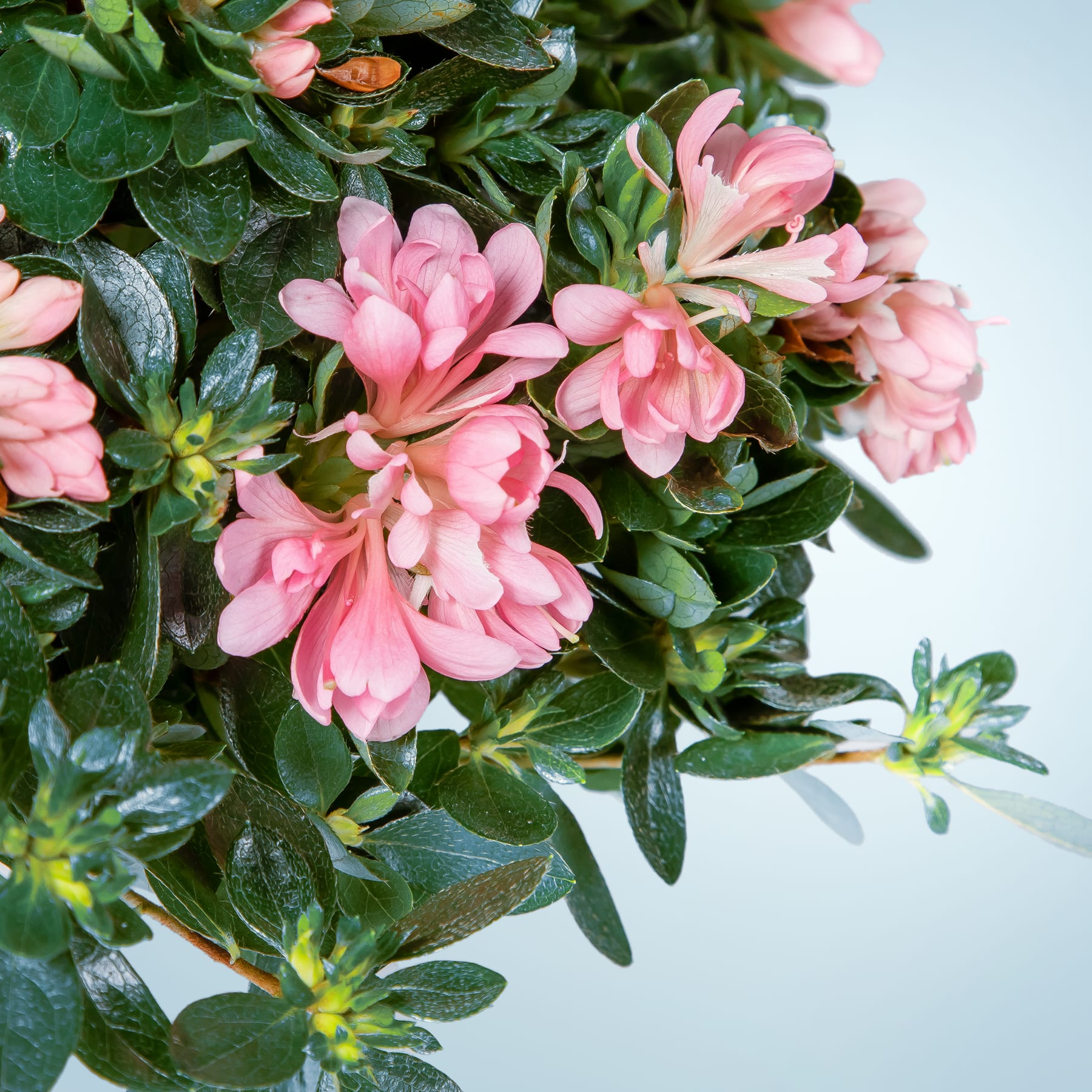Das Bild zeigt ein üppiges, lebendiges Arrangement aus rosa Azaleenblüten, umgeben von grünem Laub vor einem unscharfen Hintergrund.
