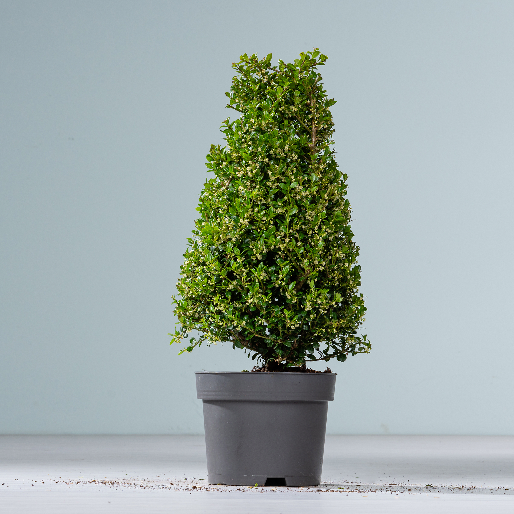 Ein üppiger, grüner Strauch oder kleiner Baum in einem schwarzen Pflanzgefäß steht auf einer hellen Oberfläche vor einem schlichten, hellblauen Hintergrund.