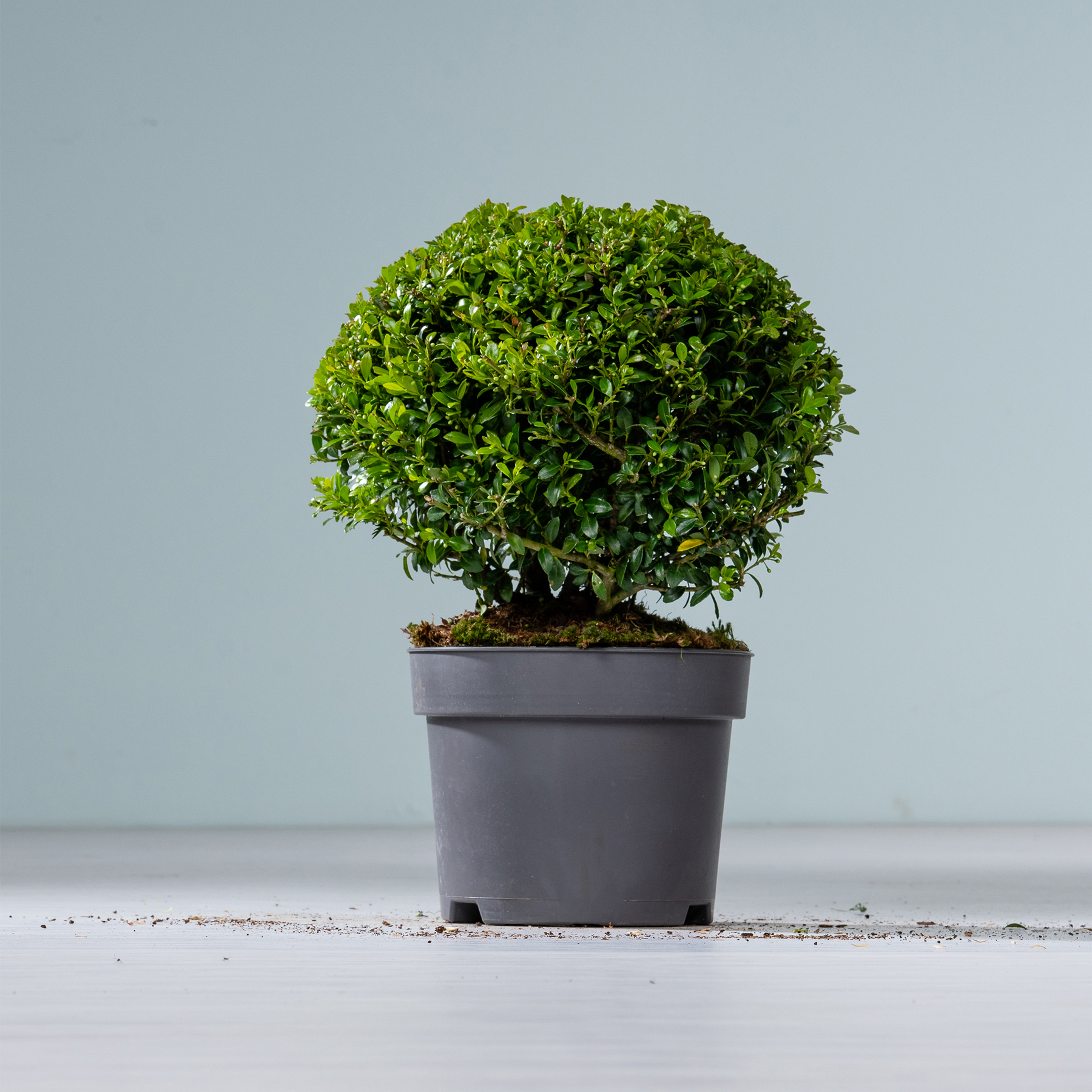 Ein üppiger, grüner Bonsai-Baum in einem grauen Topf steht auf einer schlichten, weißen Oberfläche vor einem hellgrauen Hintergrund.