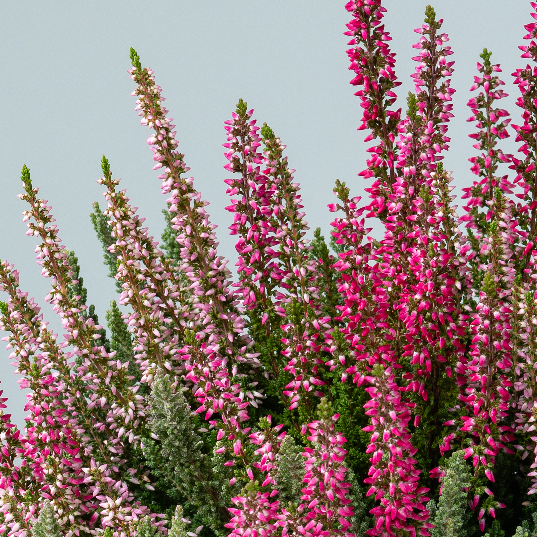 Leuchtend rosa und weiße Heideblüten ragen hoch vor einem klaren blauen Himmel empor und schaffen eine eindrucksvolle und farbenfrohe Naturkulisse.