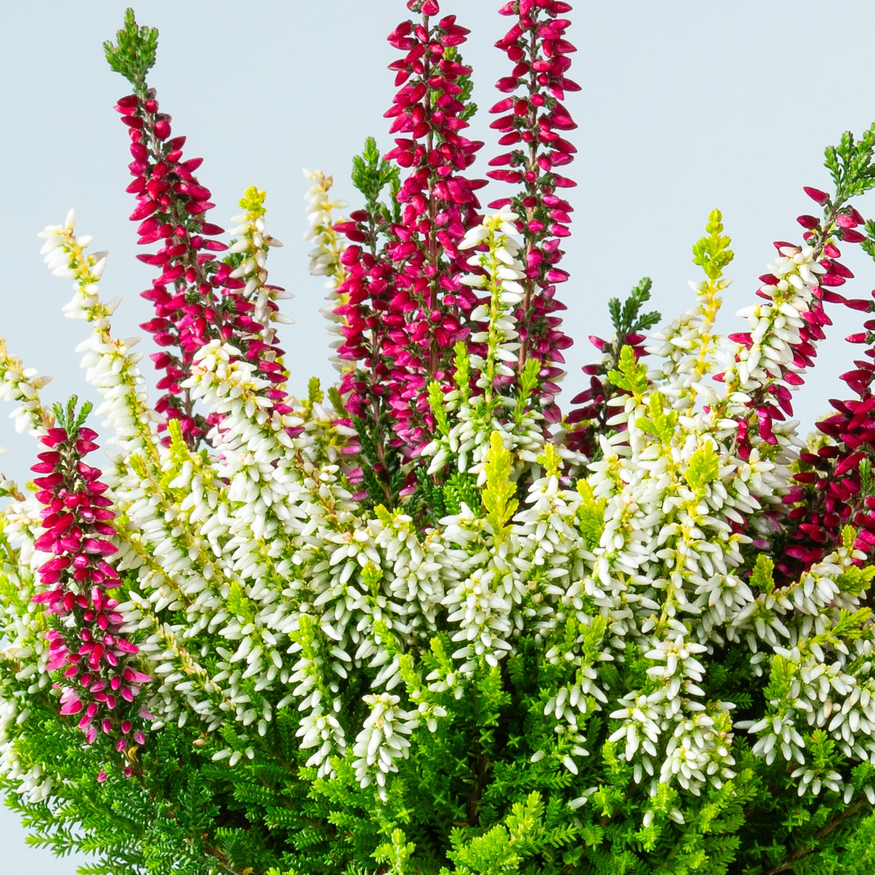 Eine lebendige Darstellung farbenfroher Blütenpflanzen mit hohen Stielen voller roter und weißer Blüten vor einem klaren blauen Himmel im Hintergrund.