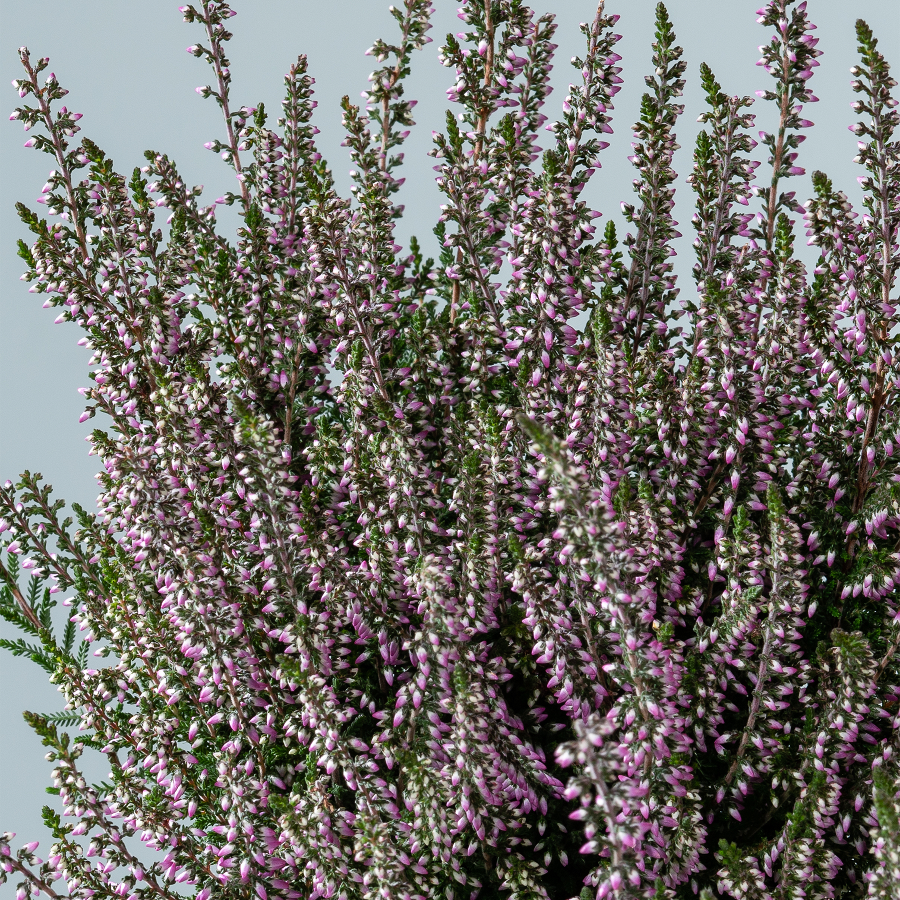 Eine üppige, leuchtende Blütenpracht aus violettem Heidekraut vor einem hellblauen Himmel schafft eine heitere und natürliche Szene.