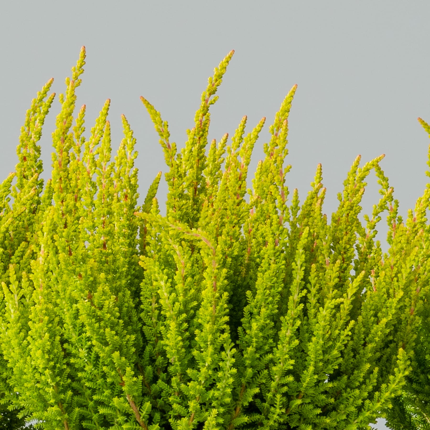 Leuchtend grünes und gelbes Laub füllt den Rahmen und schafft eine üppige und grüne Szene vor einem neutralen Hintergrund.