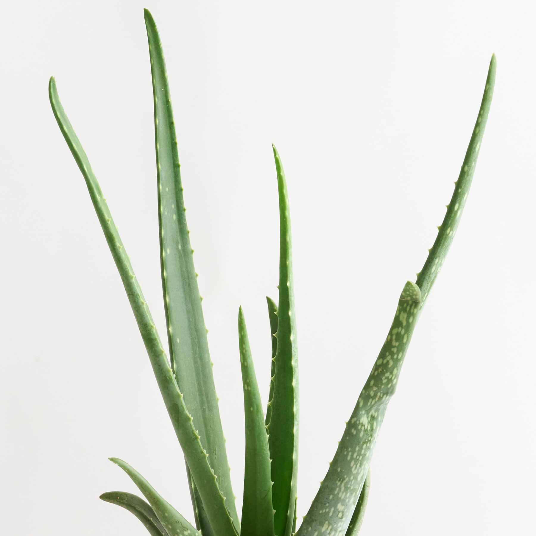 Das Bild zeigt mehrere grüne, saftige Aloe-Vera-Blätter vor einem schlichten weißen Hintergrund.