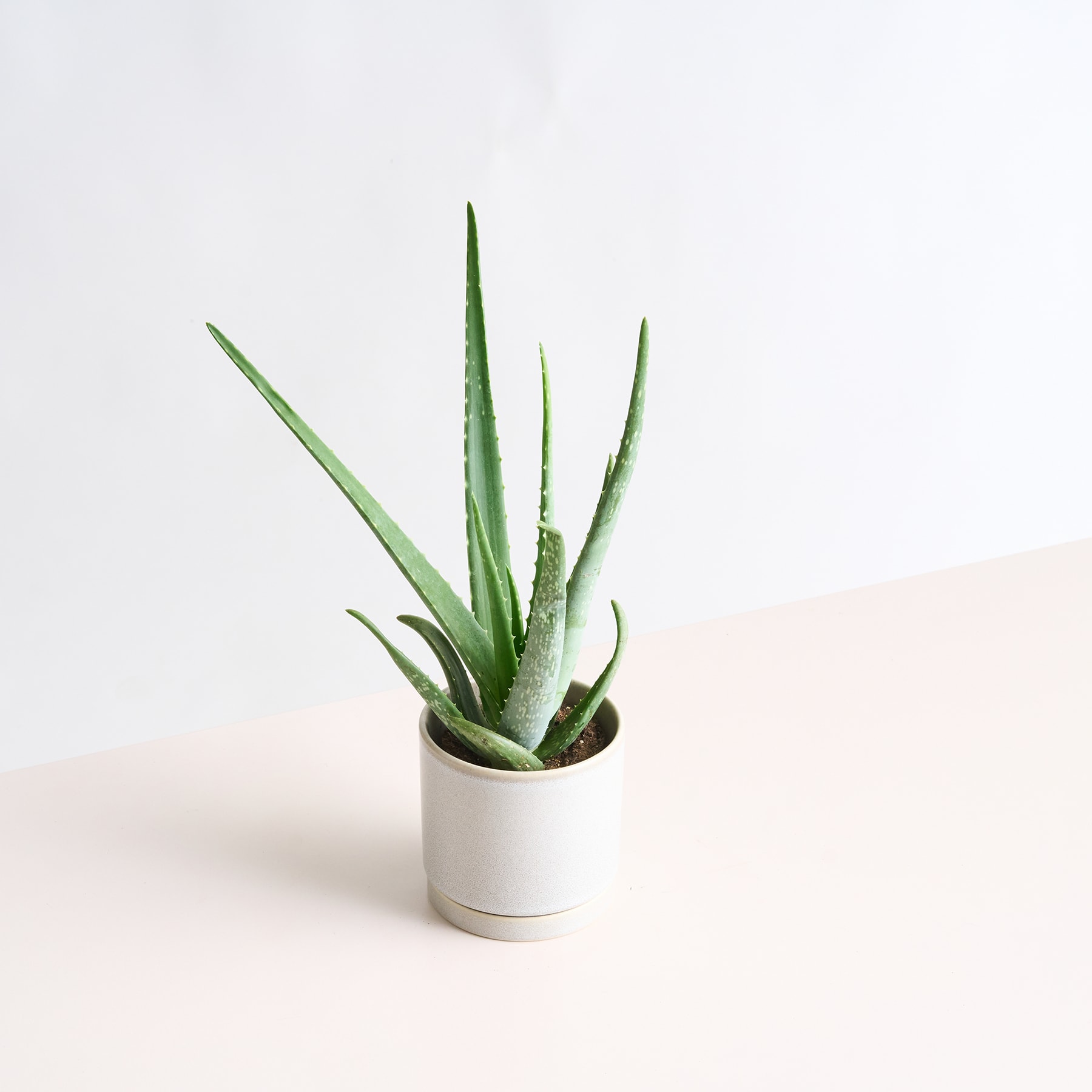 Eine Aloe-Vera-Pflanze im Topf mit ihren langen, grünen, stacheligen Blättern steht auf einer hellen Oberfläche vor einem schlichten weißen Hintergrund.