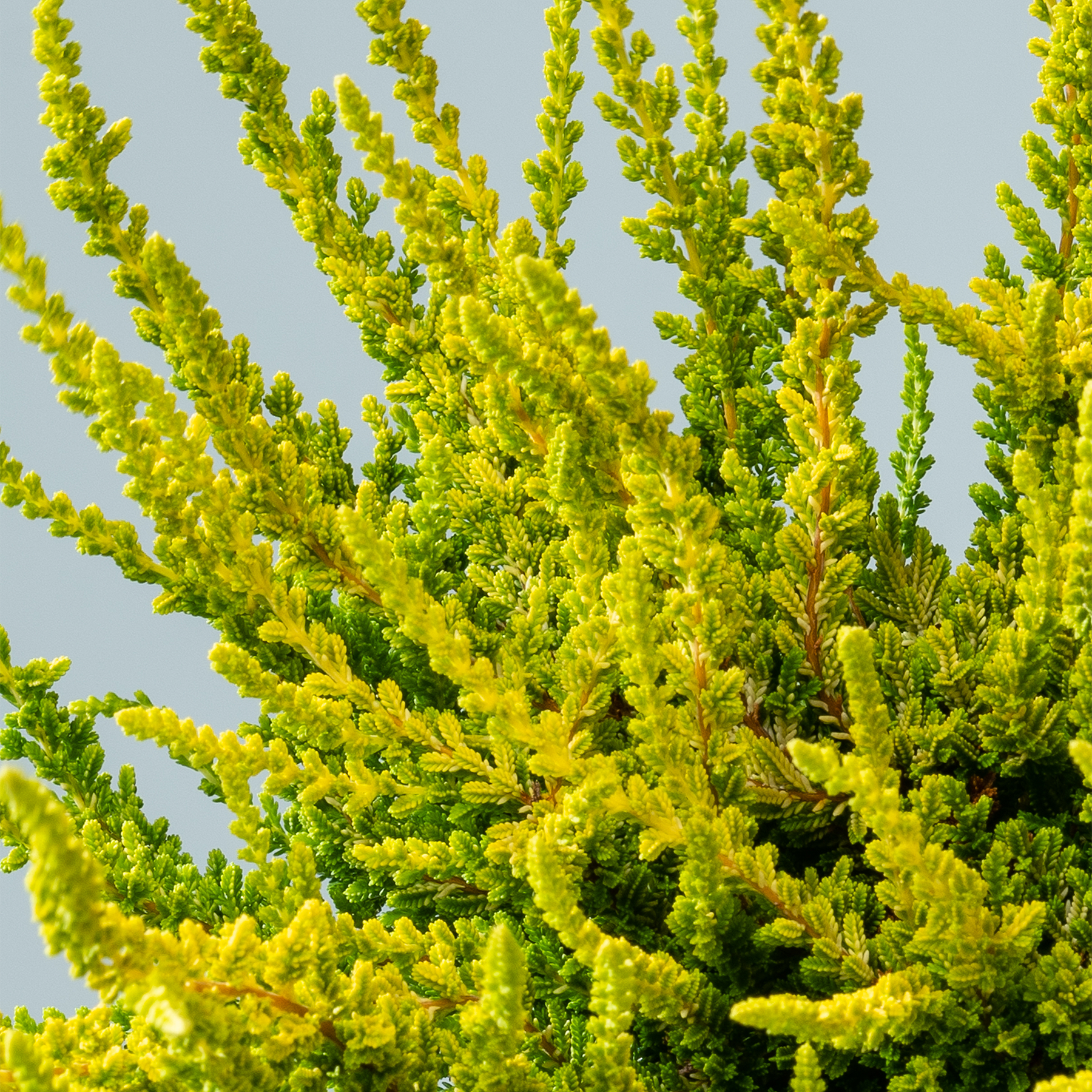 Leuchtend gelbe Blumen im Vordergrund vor einem hellblauen Himmel im Hintergrund, die einen auffälligen und optisch ansprechenden Kontrast erzeugen.