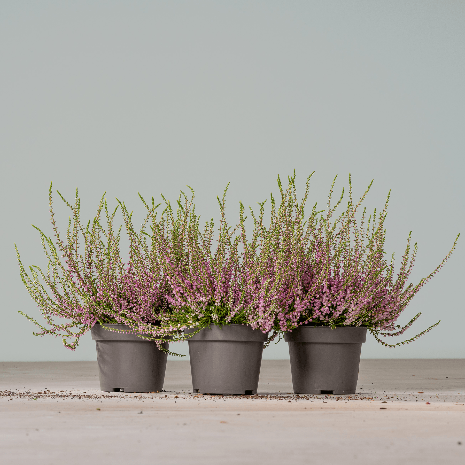 Drei Topfpflanzen mit kleinen rosa und violetten Blüten vor einem schlichten grauen Hintergrund.