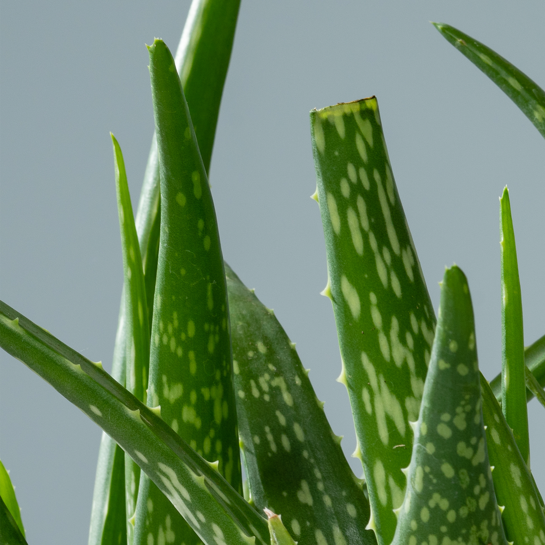 Das Bild zeigt mehrere grüne Aloe-Vera-Blätter mit charakteristischen Fleckenmustern vor einem hellgrauen Hintergrund.