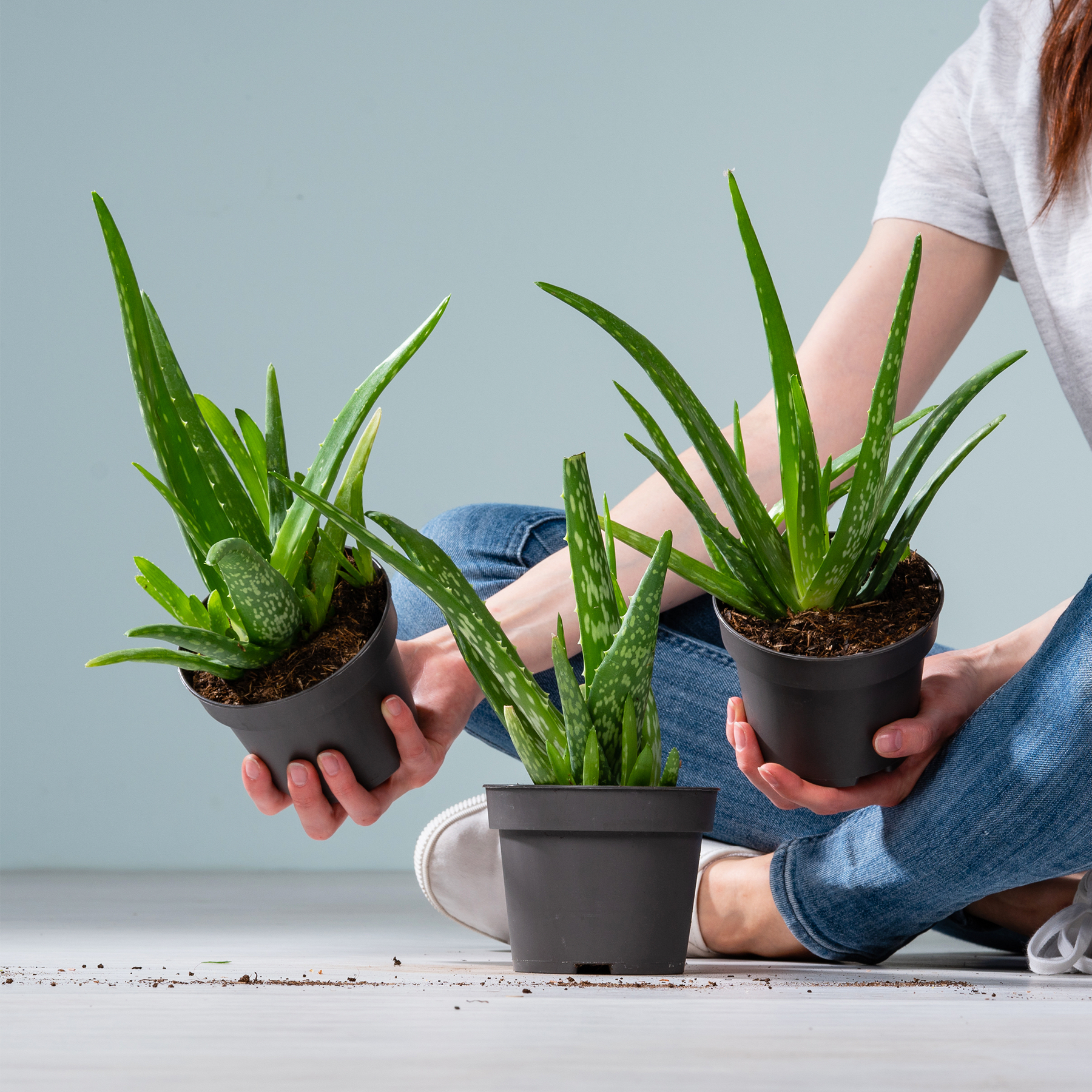 Das Bild zeigt die Hände einer Person, die vor einem schlichten Hintergrund drei Aloe-Vera-Pflanzen in Töpfen hält.